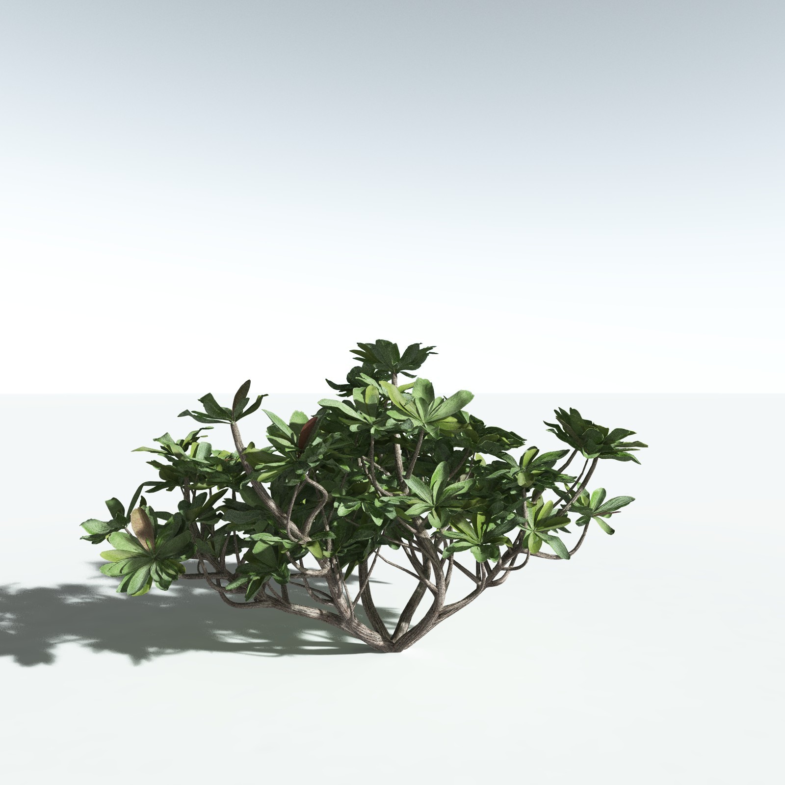 EVERYPlant Tree Heliotrope for Vue by N/A