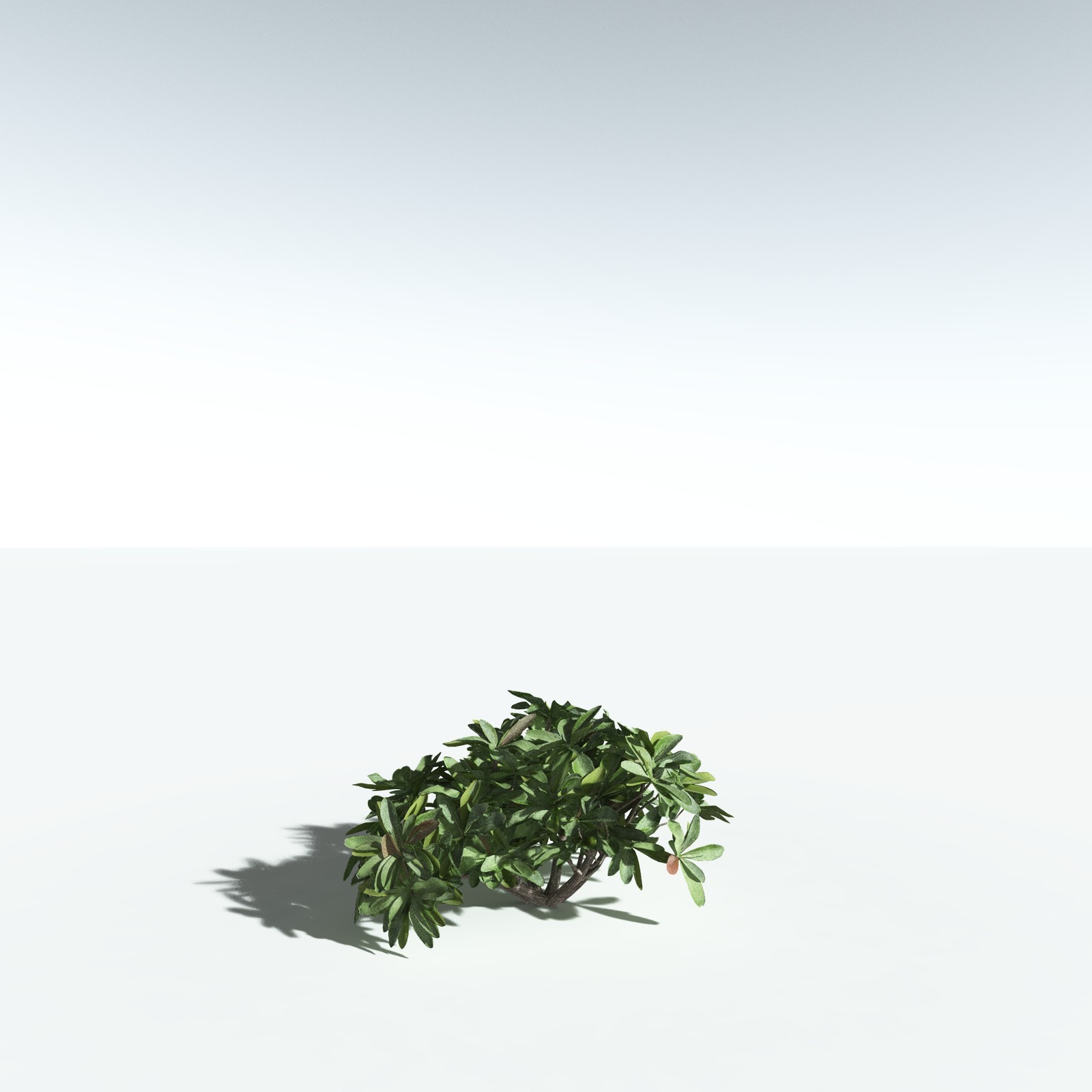 EVERYPlant Tree Heliotrope for Vue by N/A