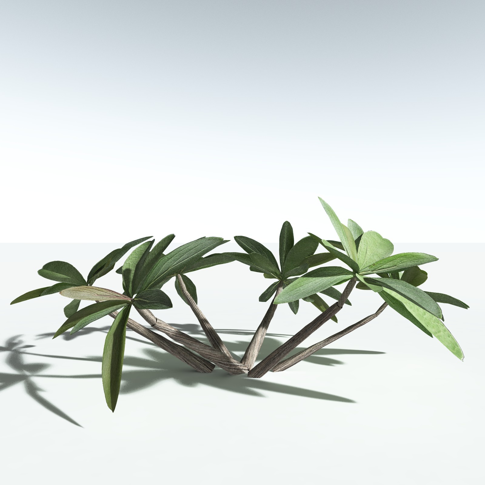 EVERYPlant Tree Heliotrope for Vue by N/A