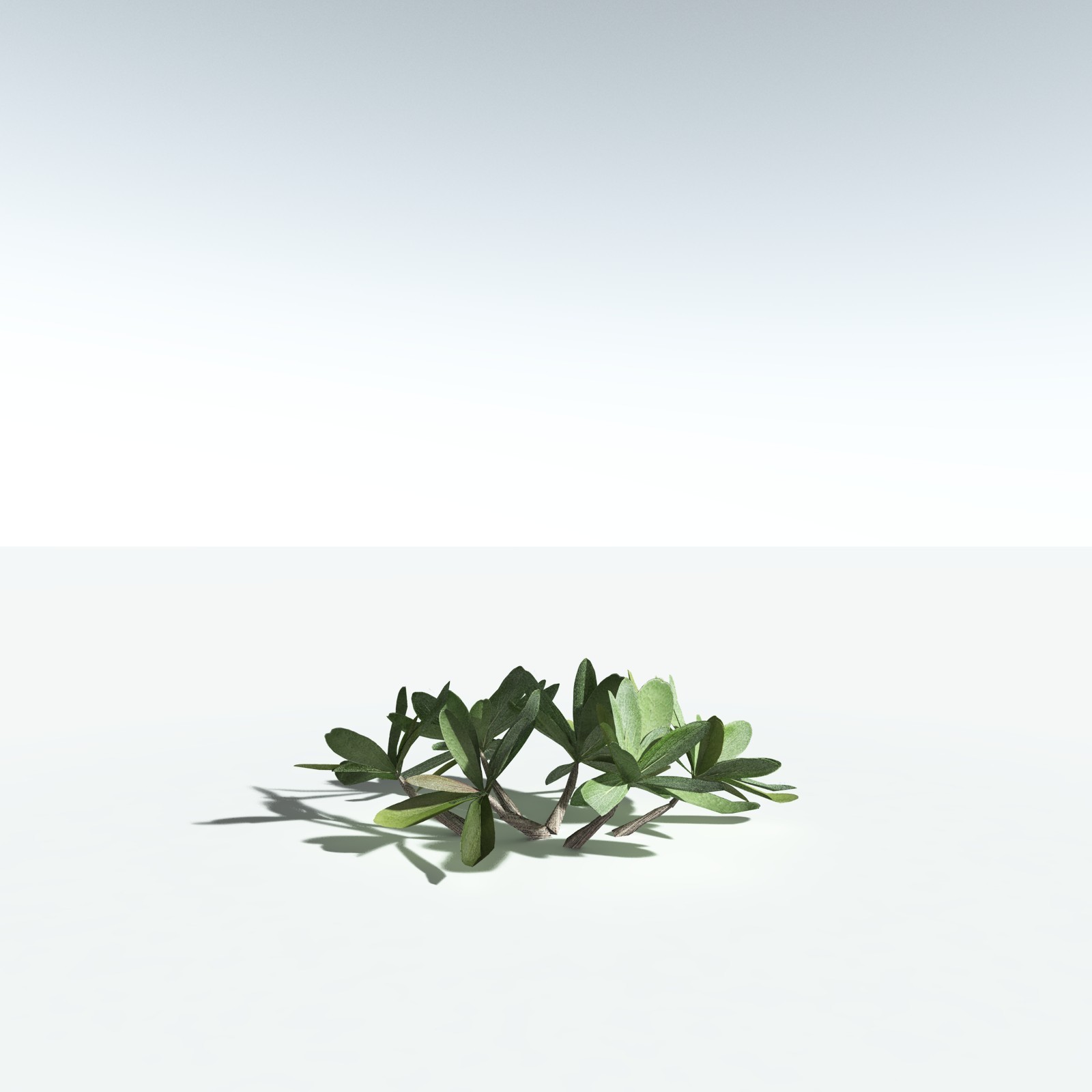 EVERYPlant Tree Heliotrope for Vue by N/A