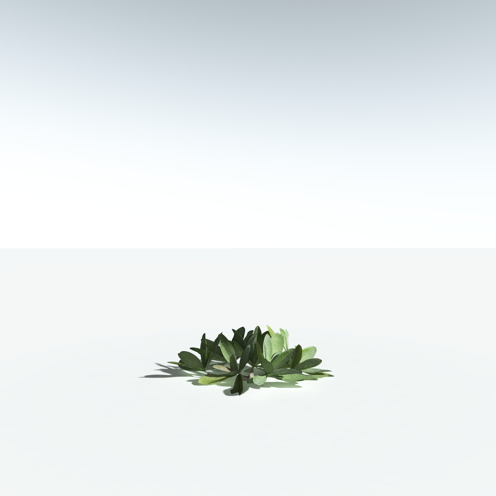 EVERYPlant Tree Heliotrope for Vue by N/A