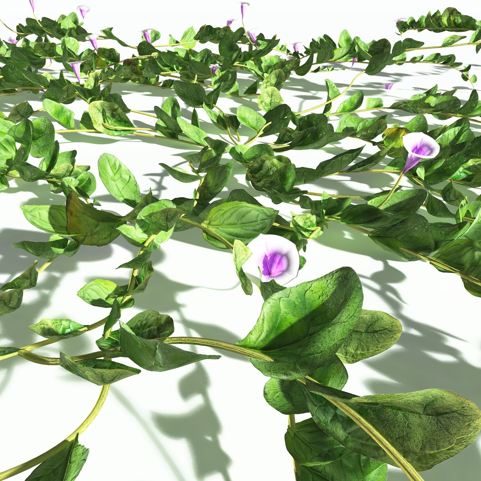 EVERYPlant Beach Morning Glory for Poser by N/A