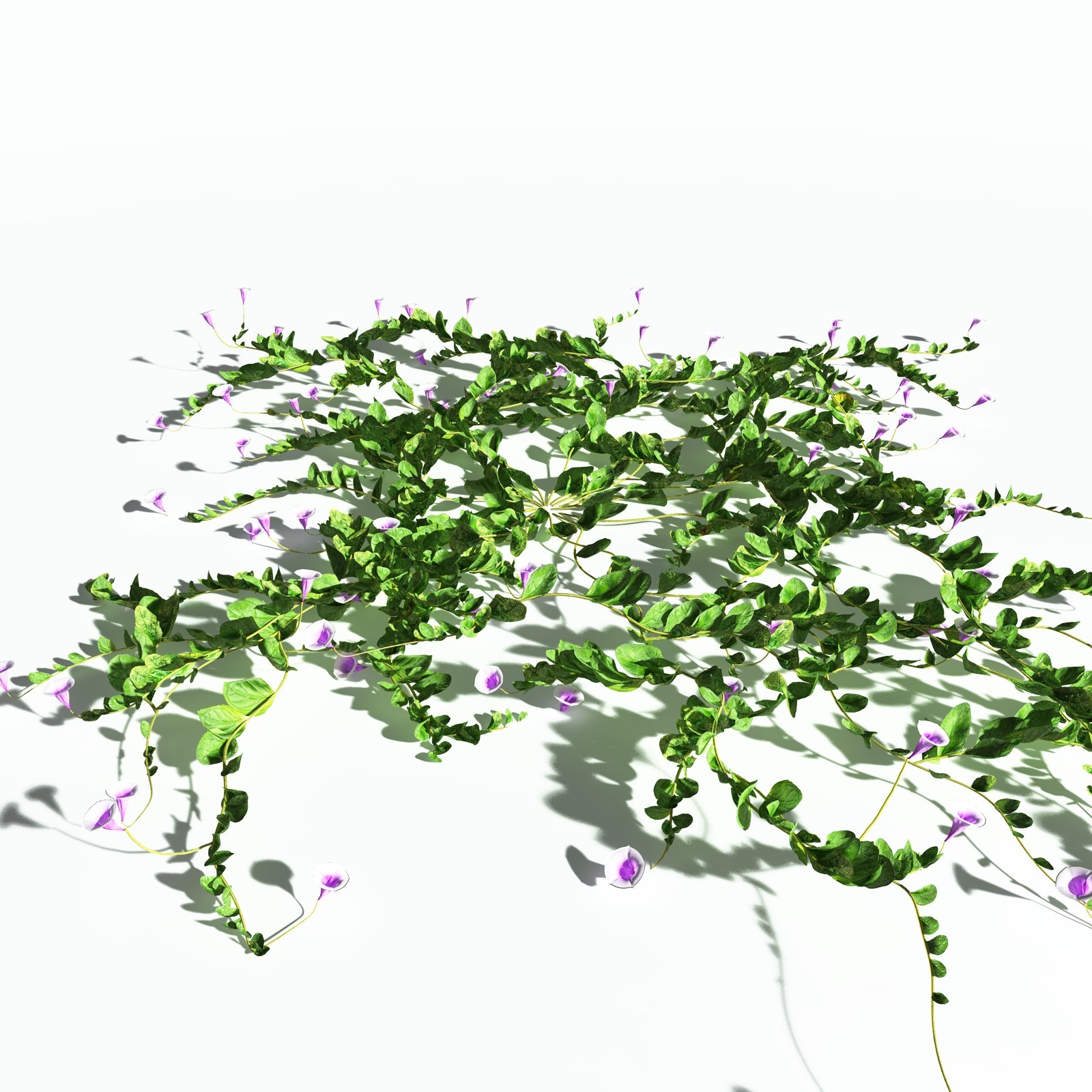 EVERYPlant Beach Morning Glory for Poser by N/A