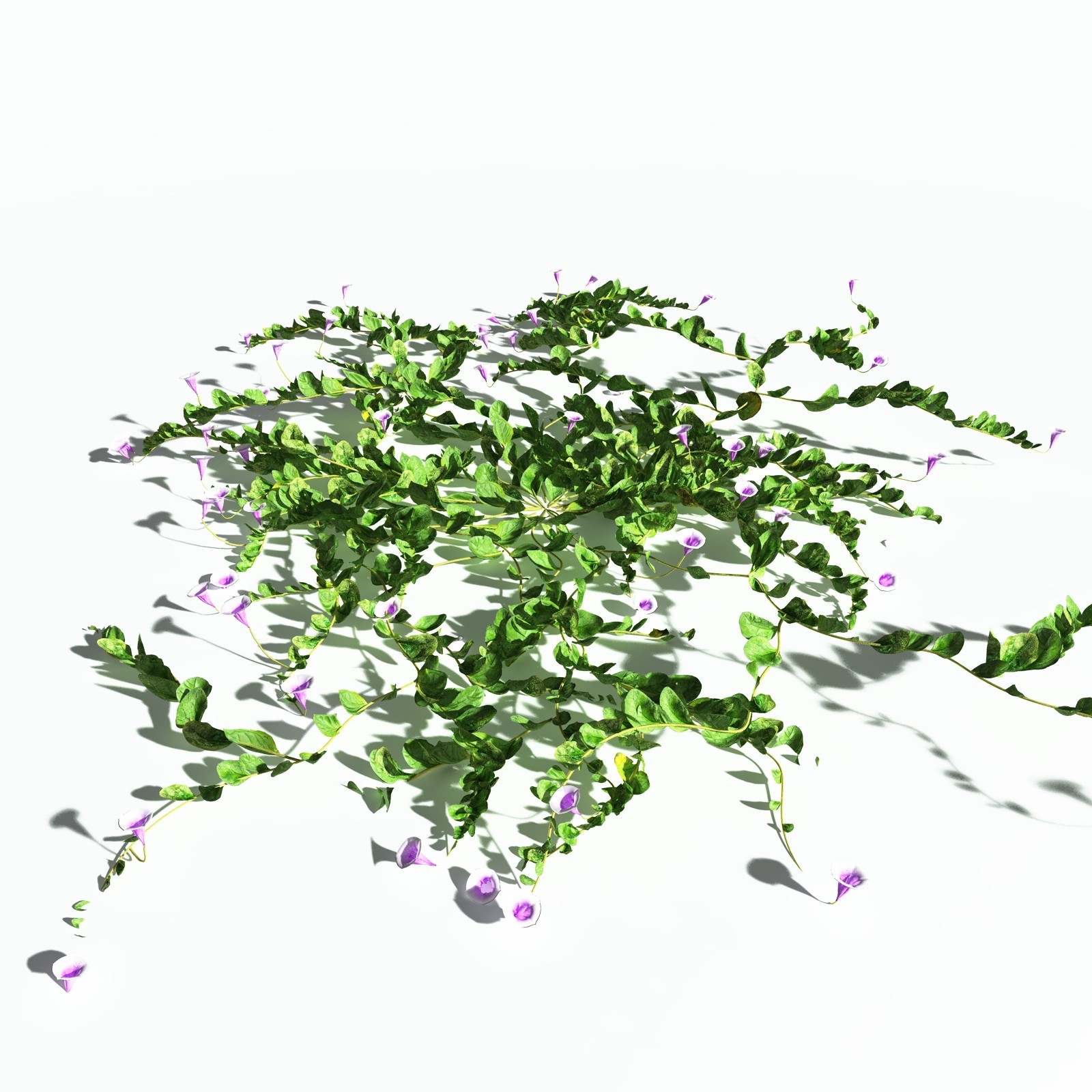 EVERYPlant Beach Morning Glory for Poser by N/A