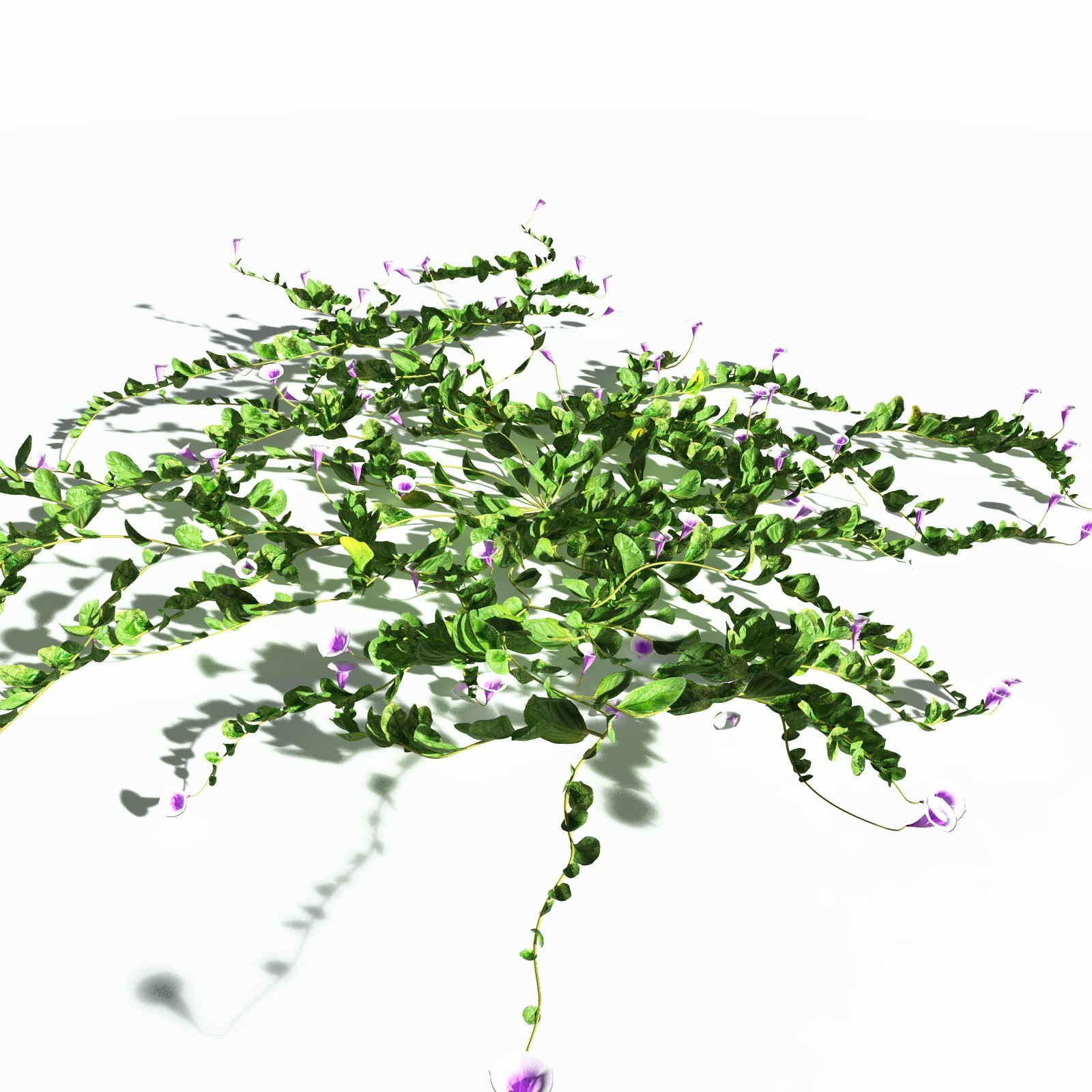 EVERYPlant Beach Morning Glory for Poser by N/A