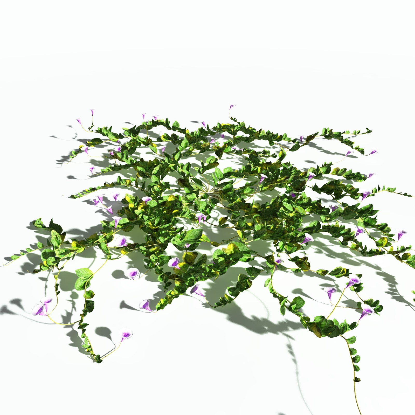 EVERYPlant Beach Morning Glory for Poser by N/A