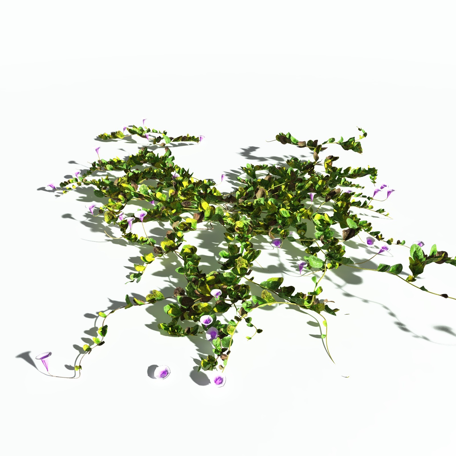EVERYPlant Beach Morning Glory for Poser by N/A