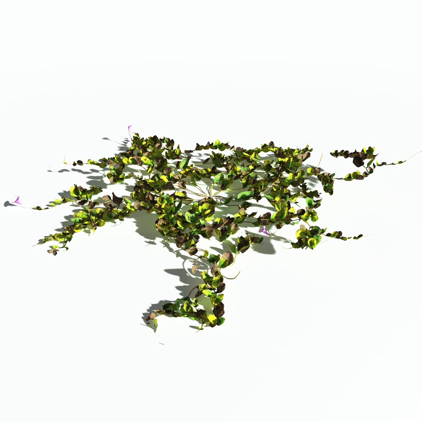 EVERYPlant Beach Morning Glory for Poser by N/A