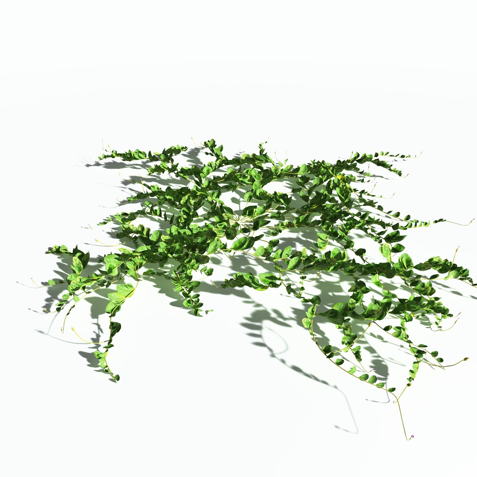 EVERYPlant Beach Morning Glory for Poser by N/A