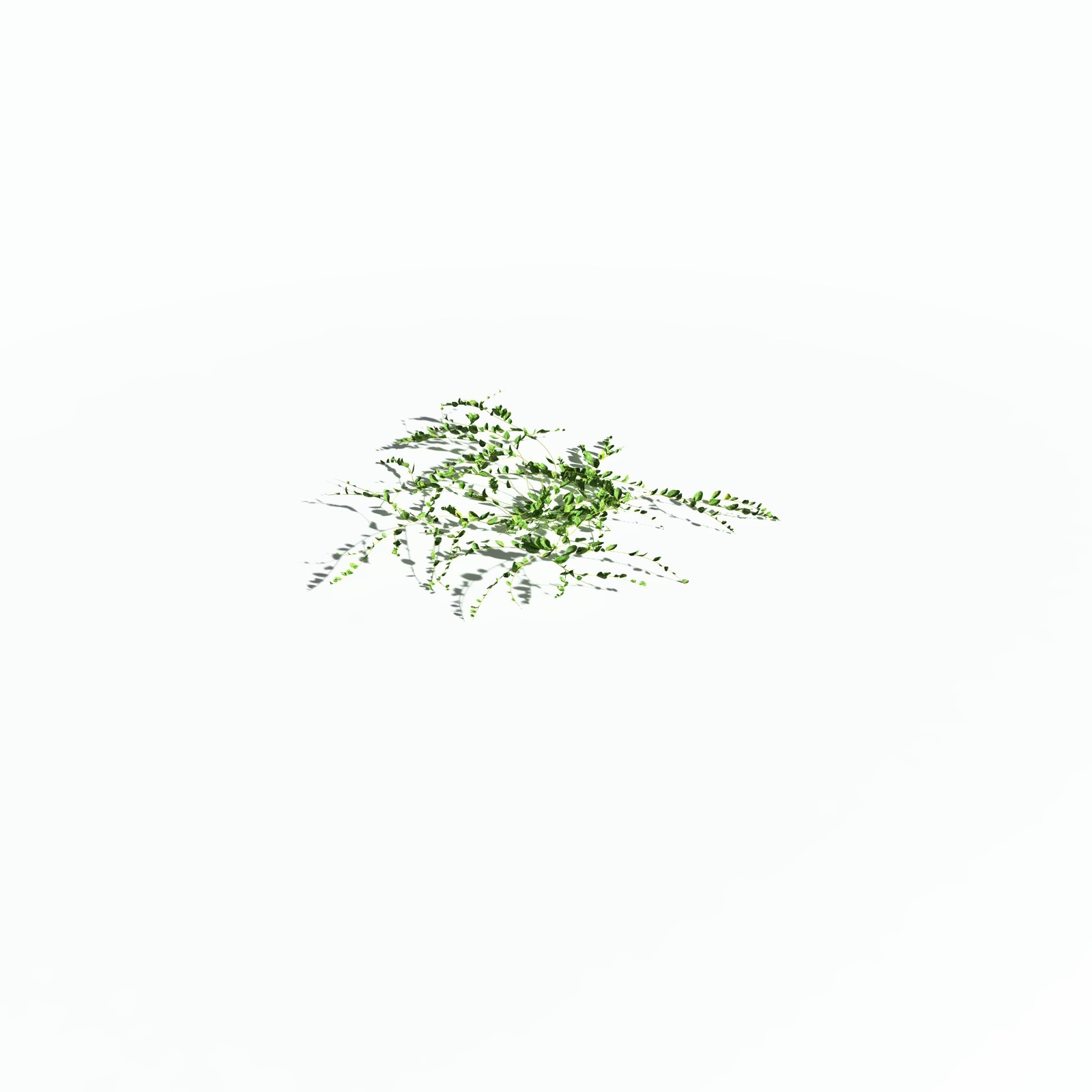 EVERYPlant Beach Morning Glory for Poser by N/A