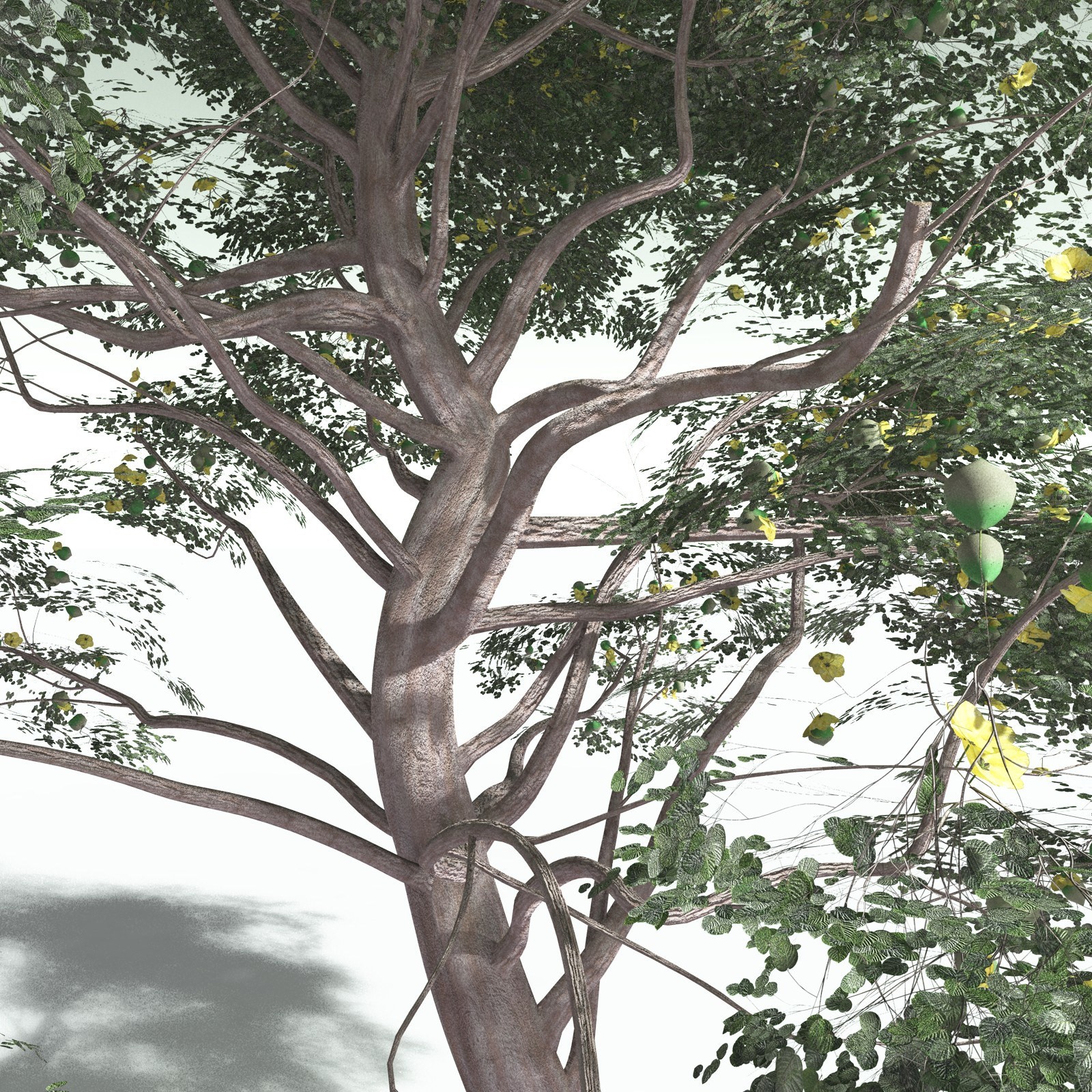 EVERYPlant Portia Tree for Poser by N/A
