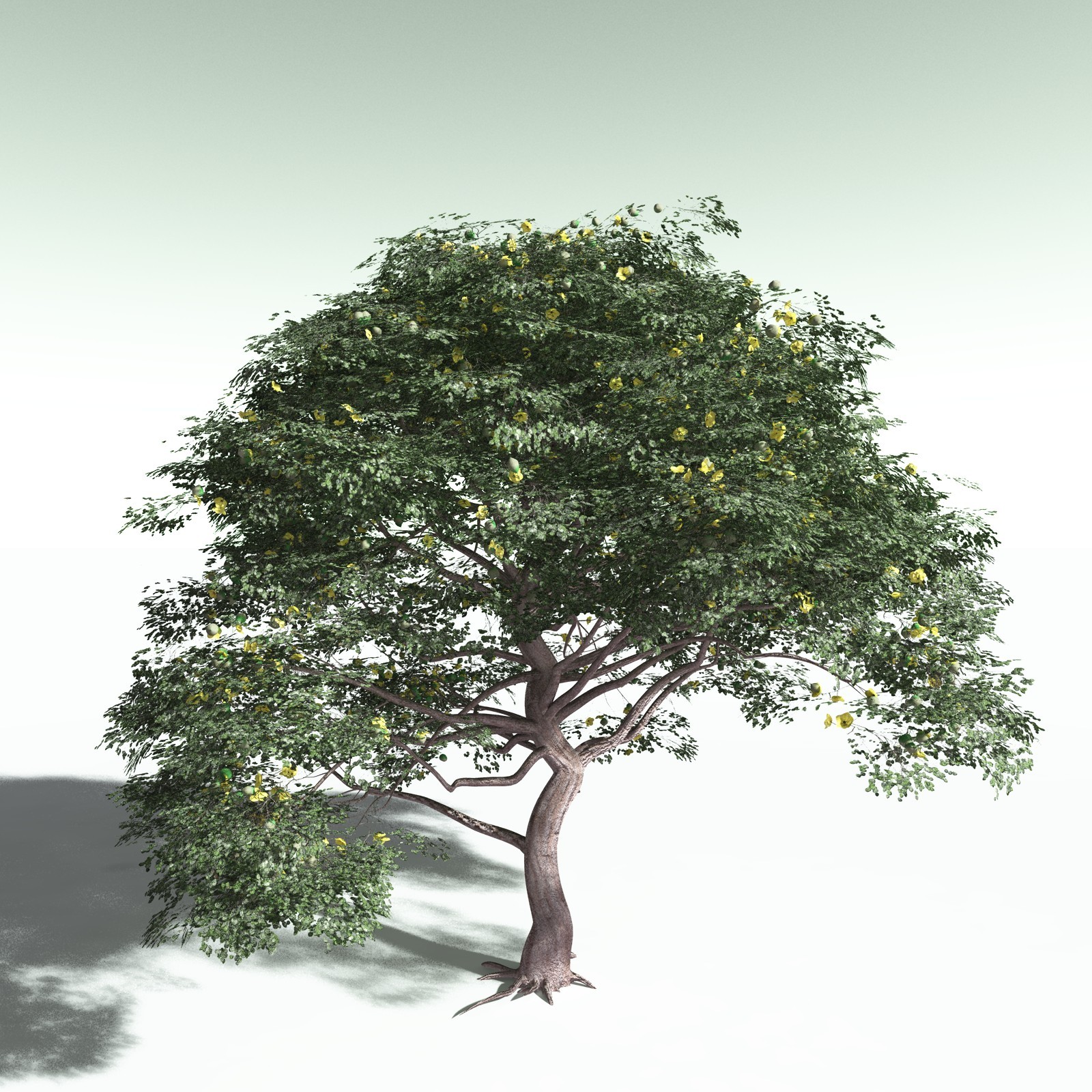 EVERYPlant Portia Tree for Poser by N/A