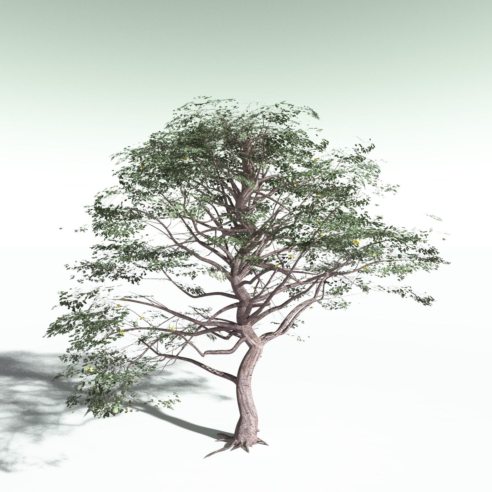 EVERYPlant Portia Tree for Poser by N/A