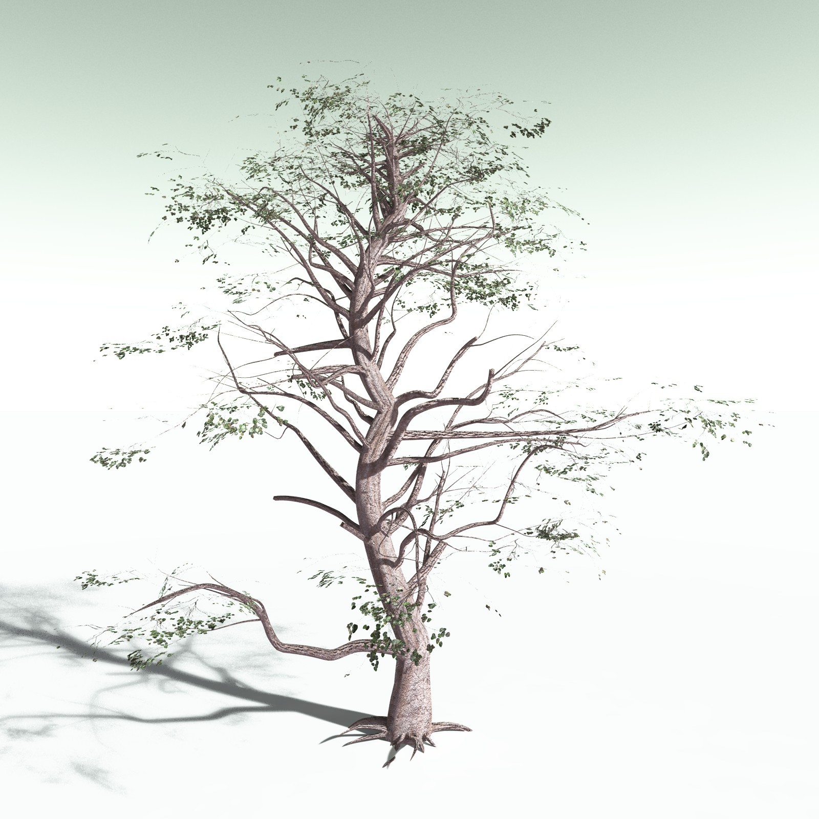 EVERYPlant Portia Tree for Poser by N/A