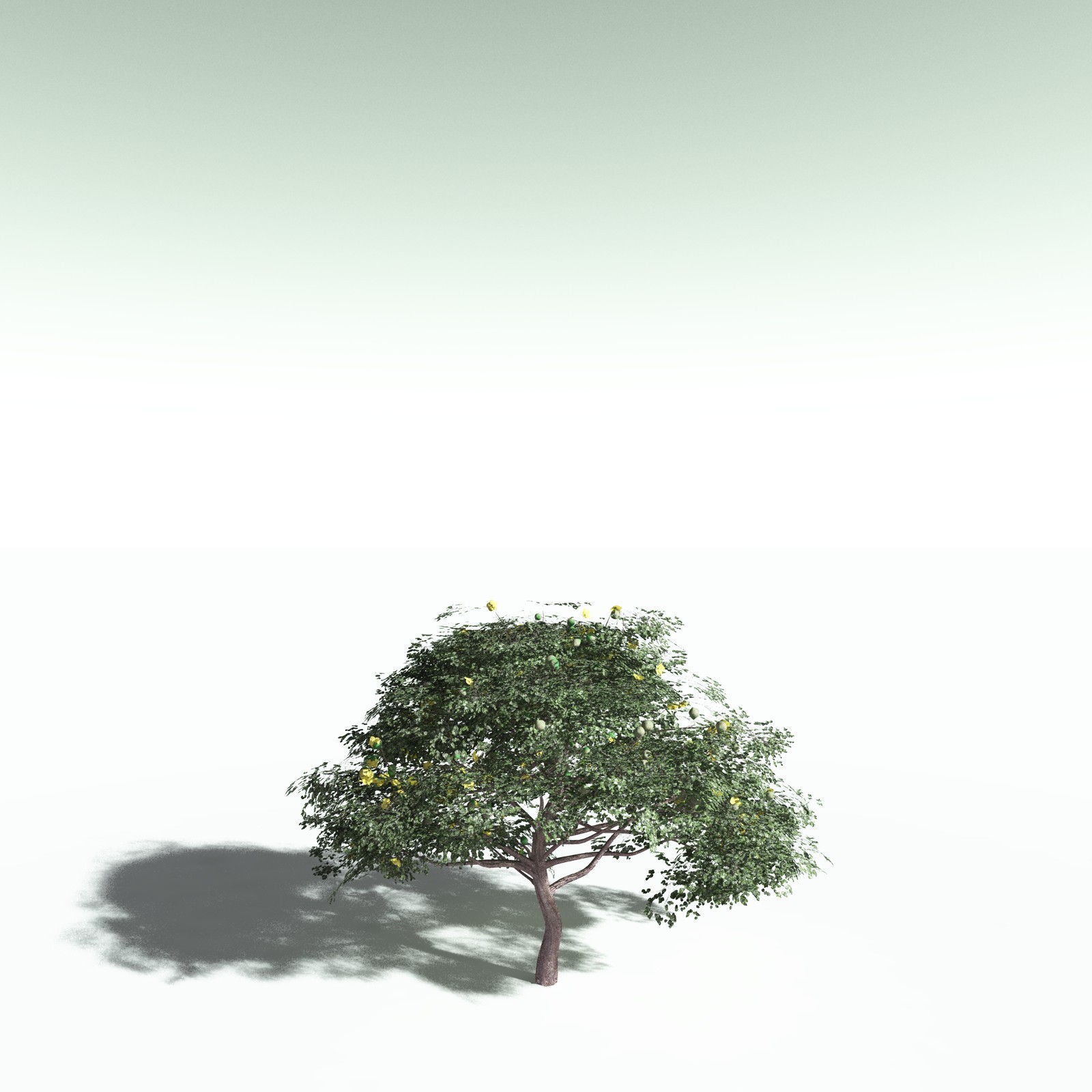 EVERYPlant Portia Tree for Poser by N/A