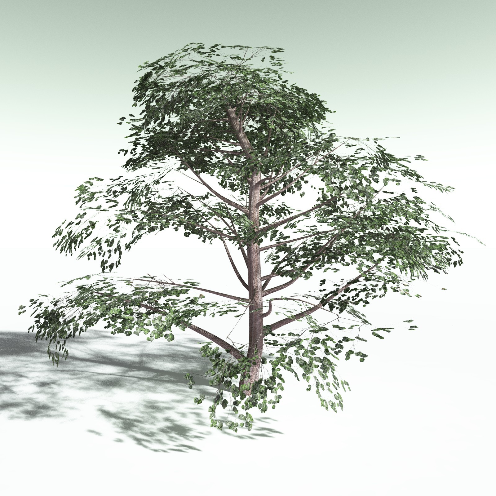 EVERYPlant Portia Tree for Poser by N/A