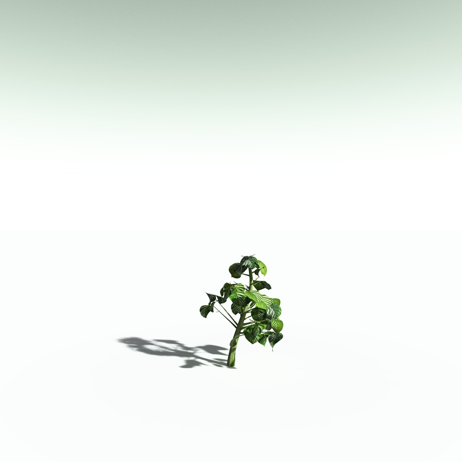 EVERYPlant Portia Tree for Poser by N/A
