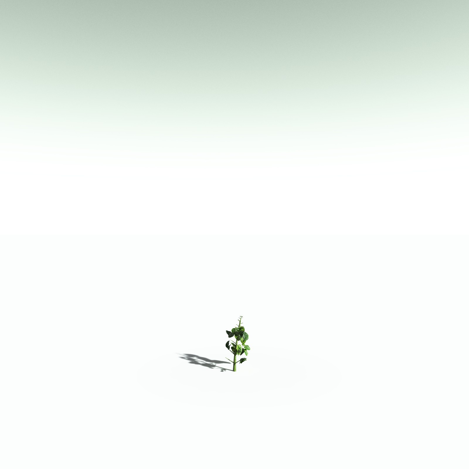 EVERYPlant Portia Tree for Poser by N/A