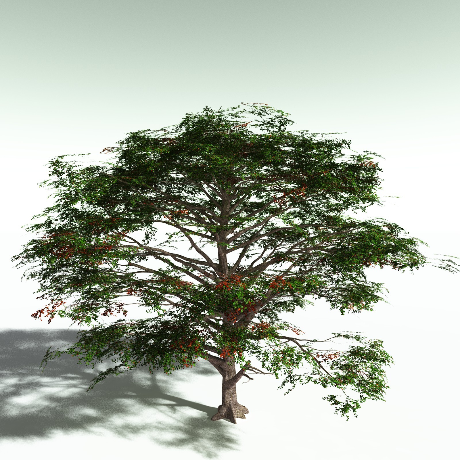 EVERYPlant Sea Almond for Poser by N/A