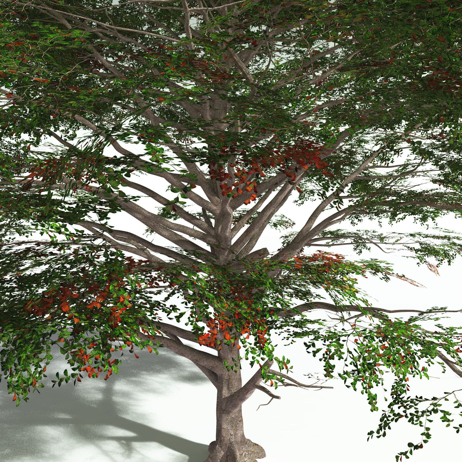 EVERYPlant Sea Almond for Poser by N/A