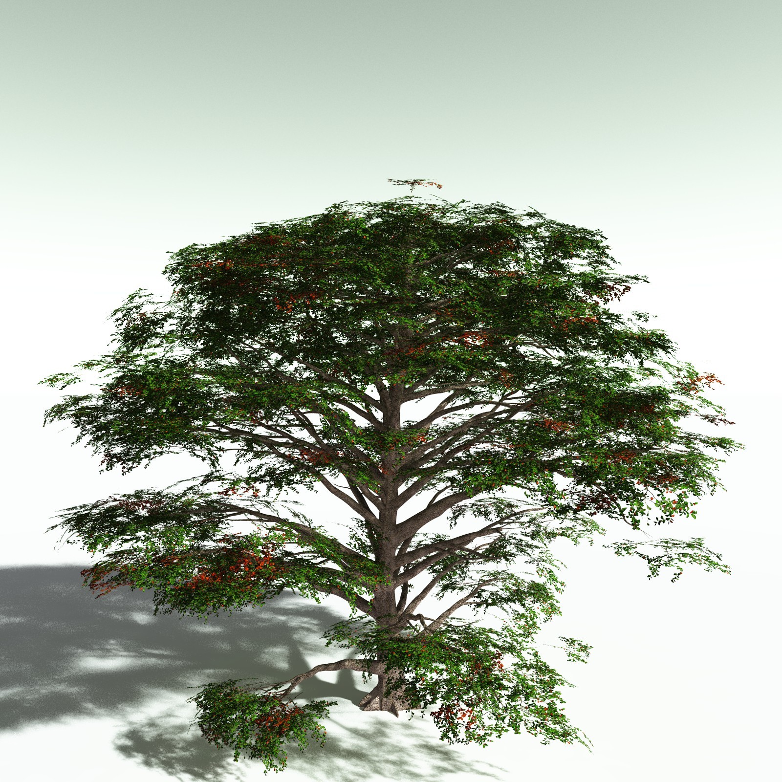 EVERYPlant Sea Almond for Poser by N/A