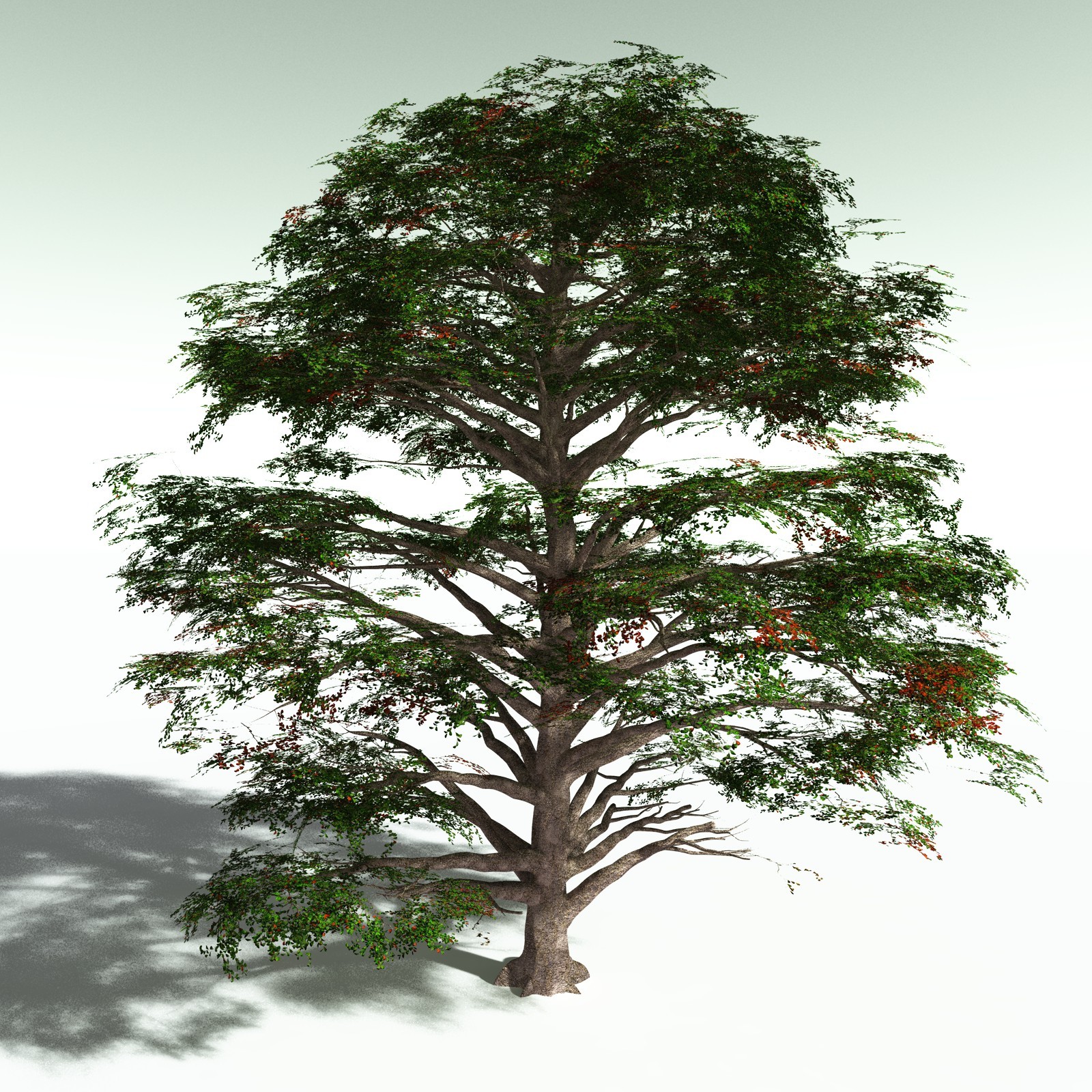 EVERYPlant Sea Almond for Poser by N/A