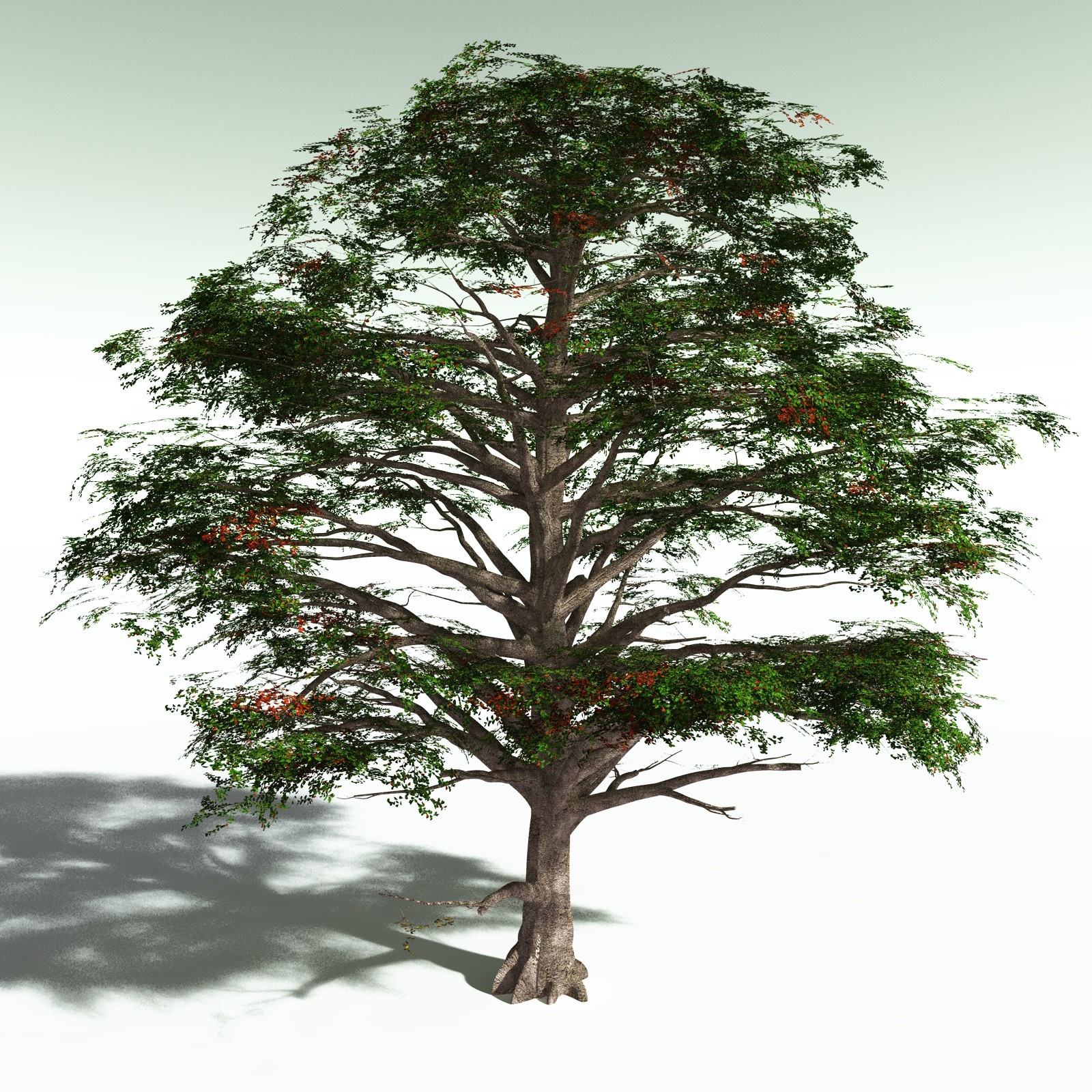 EVERYPlant Sea Almond for Poser by N/A