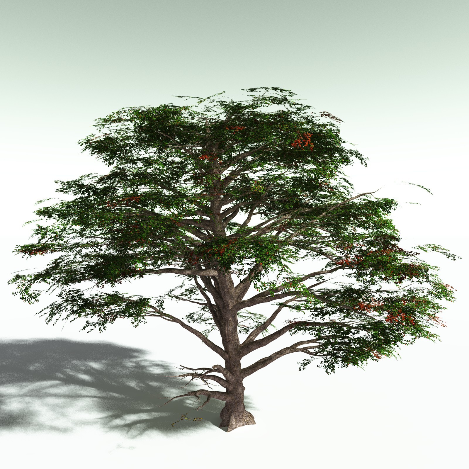 EVERYPlant Sea Almond for Poser by N/A