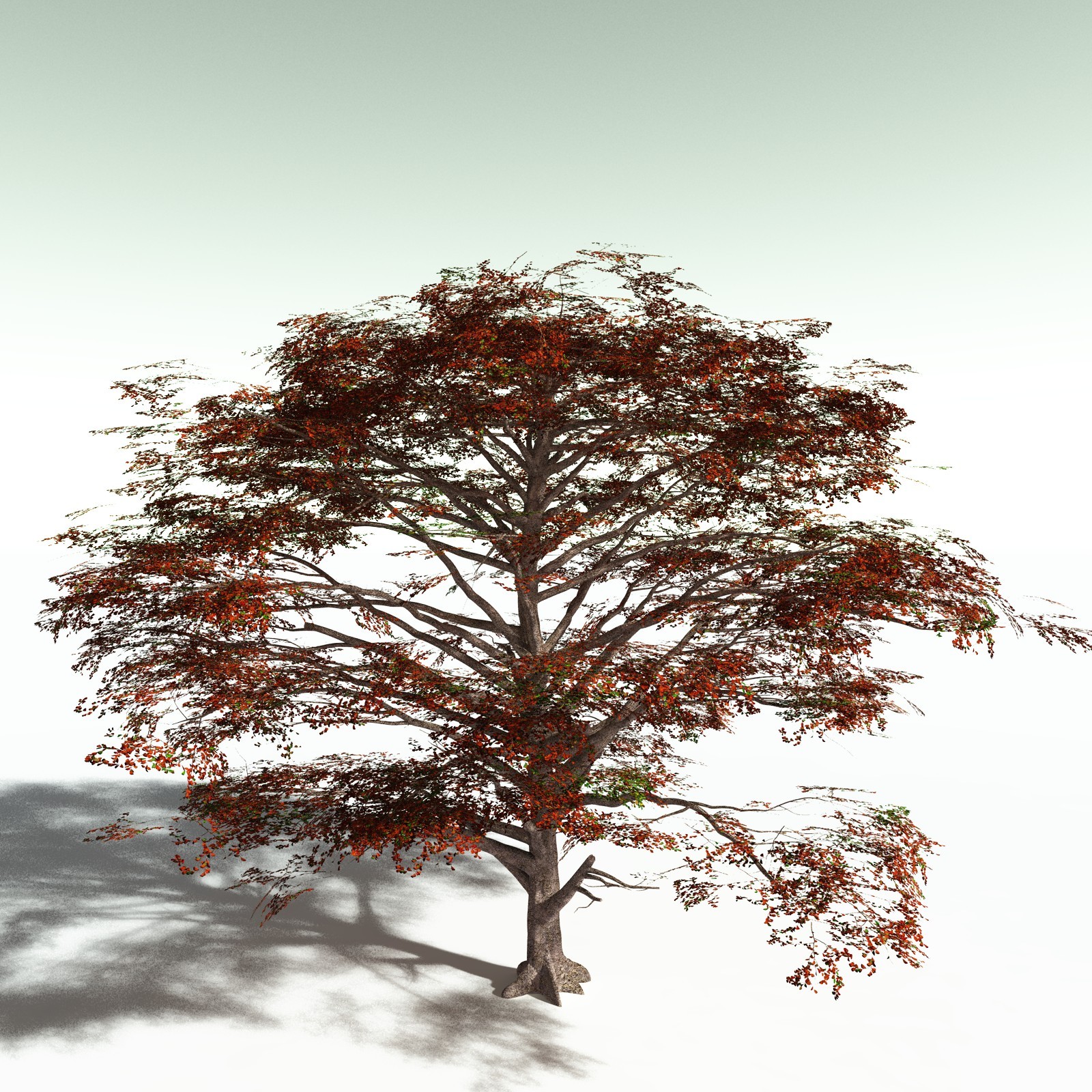 EVERYPlant Sea Almond for Poser by N/A