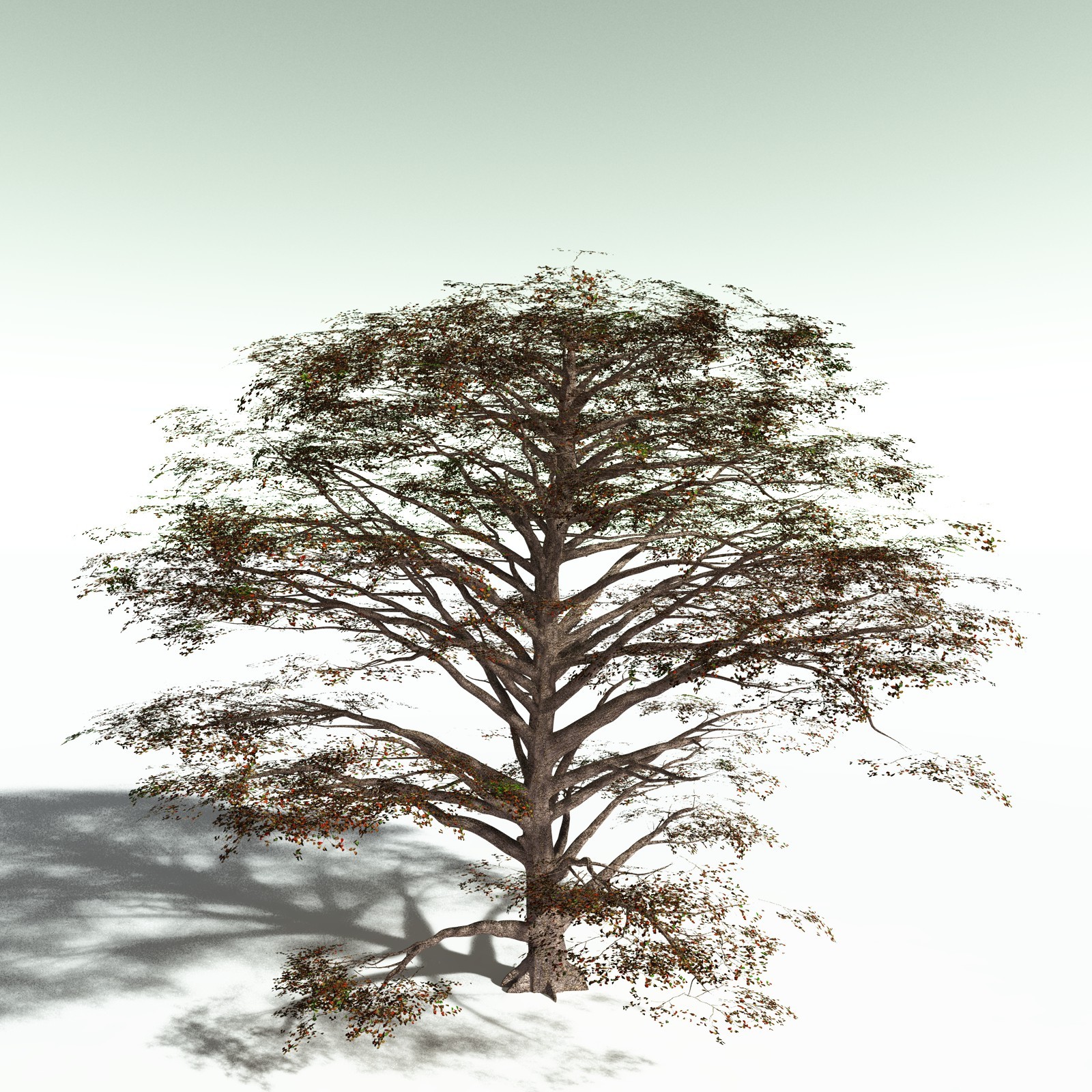 EVERYPlant Sea Almond for Poser by N/A