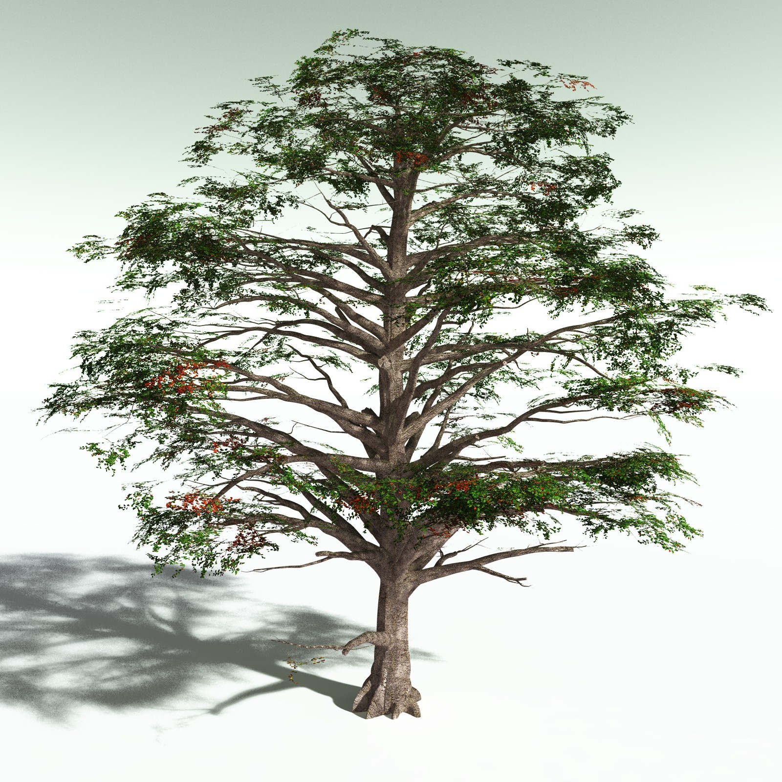 EVERYPlant Sea Almond for Poser by N/A