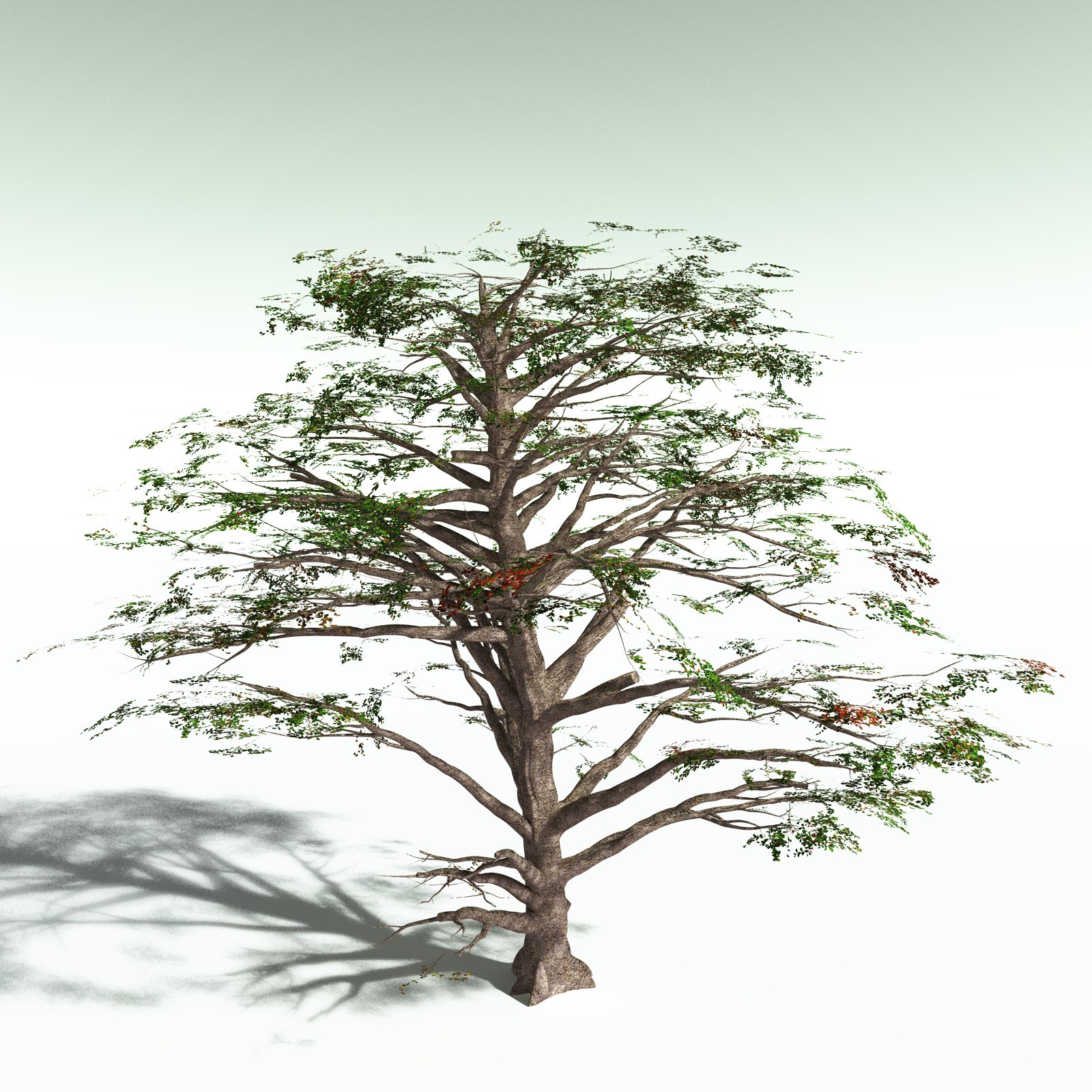 EVERYPlant Sea Almond for Poser by N/A