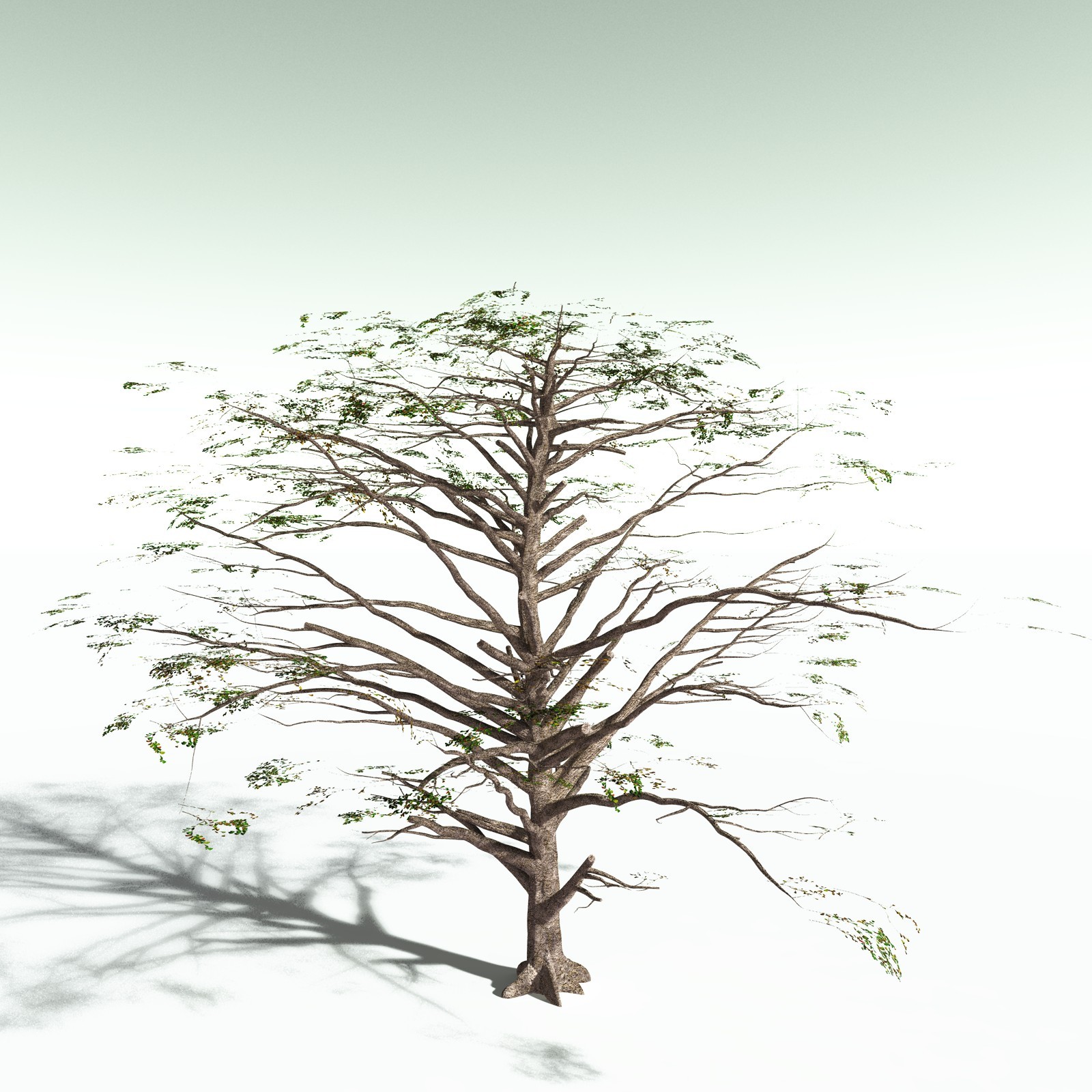EVERYPlant Sea Almond for Poser by N/A