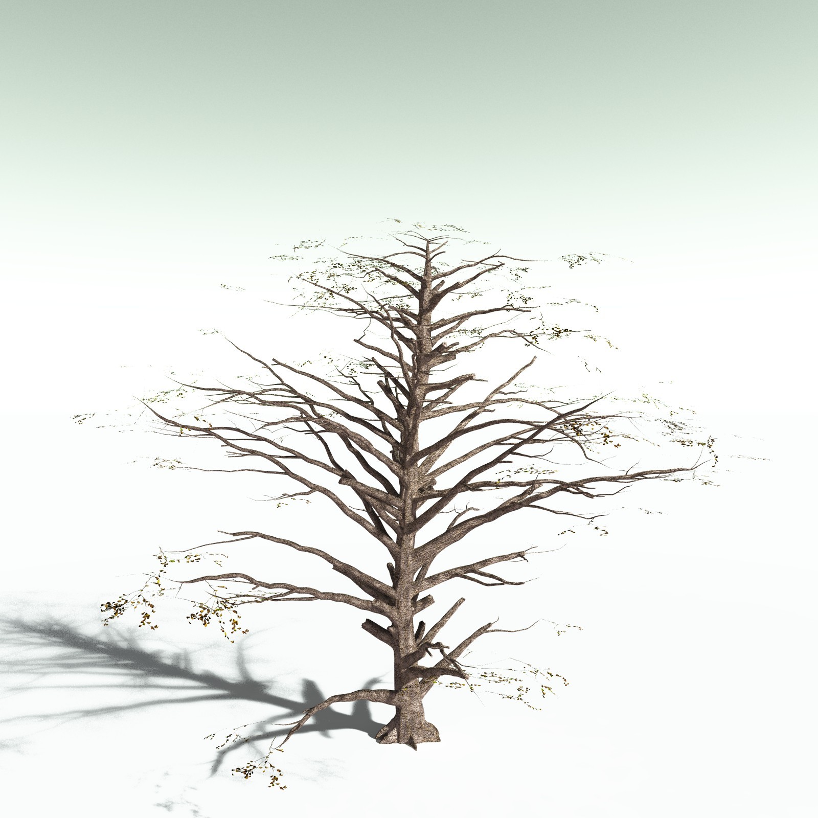 EVERYPlant Sea Almond for Poser by N/A