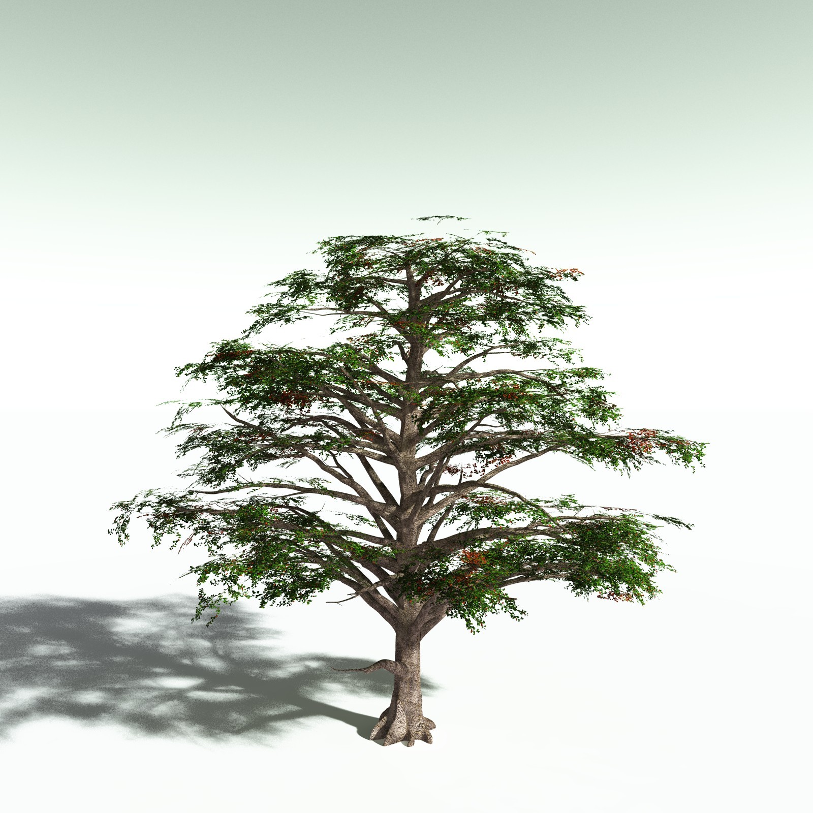 EVERYPlant Sea Almond for Poser by N/A