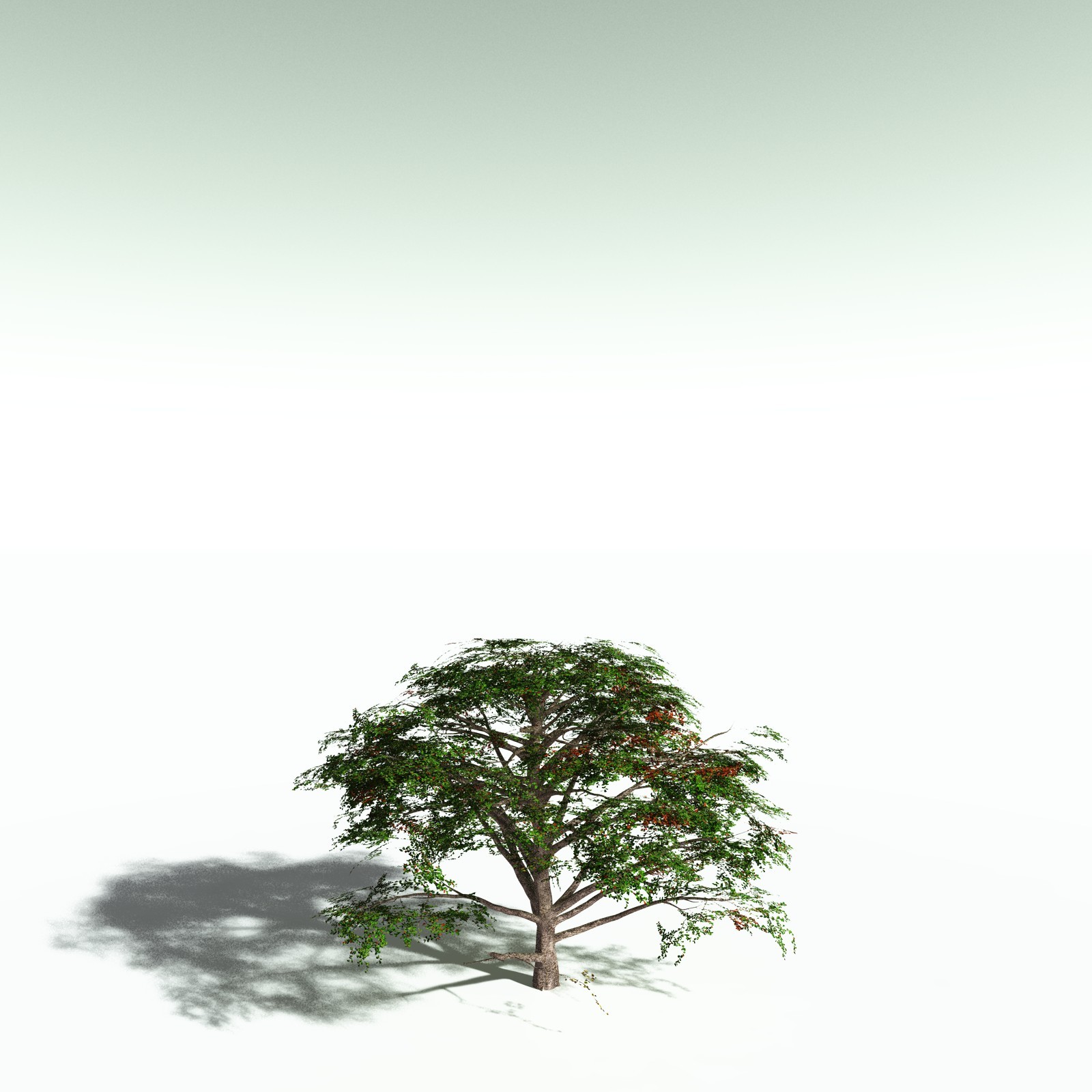 EVERYPlant Sea Almond for Poser by N/A