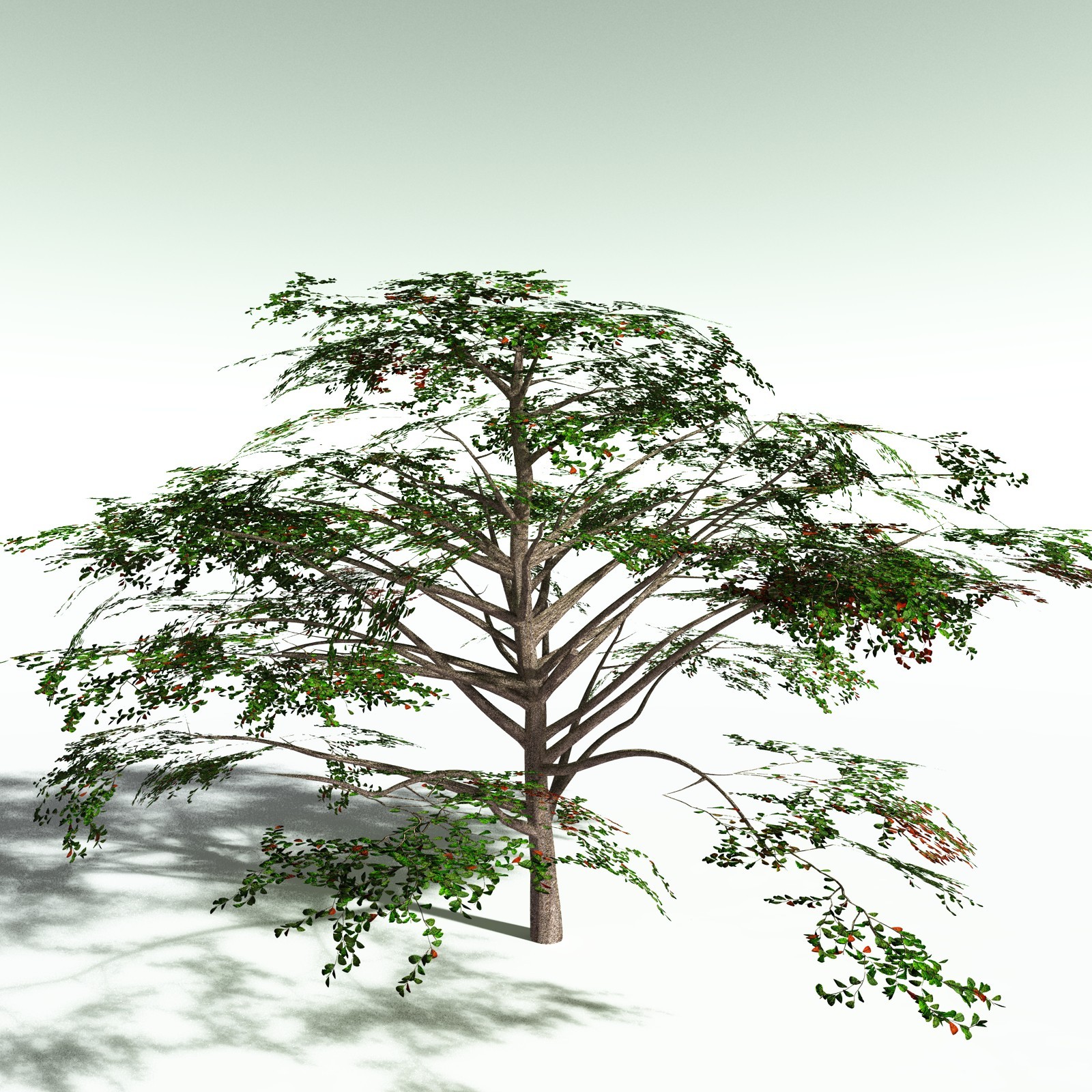EVERYPlant Sea Almond for Poser by N/A