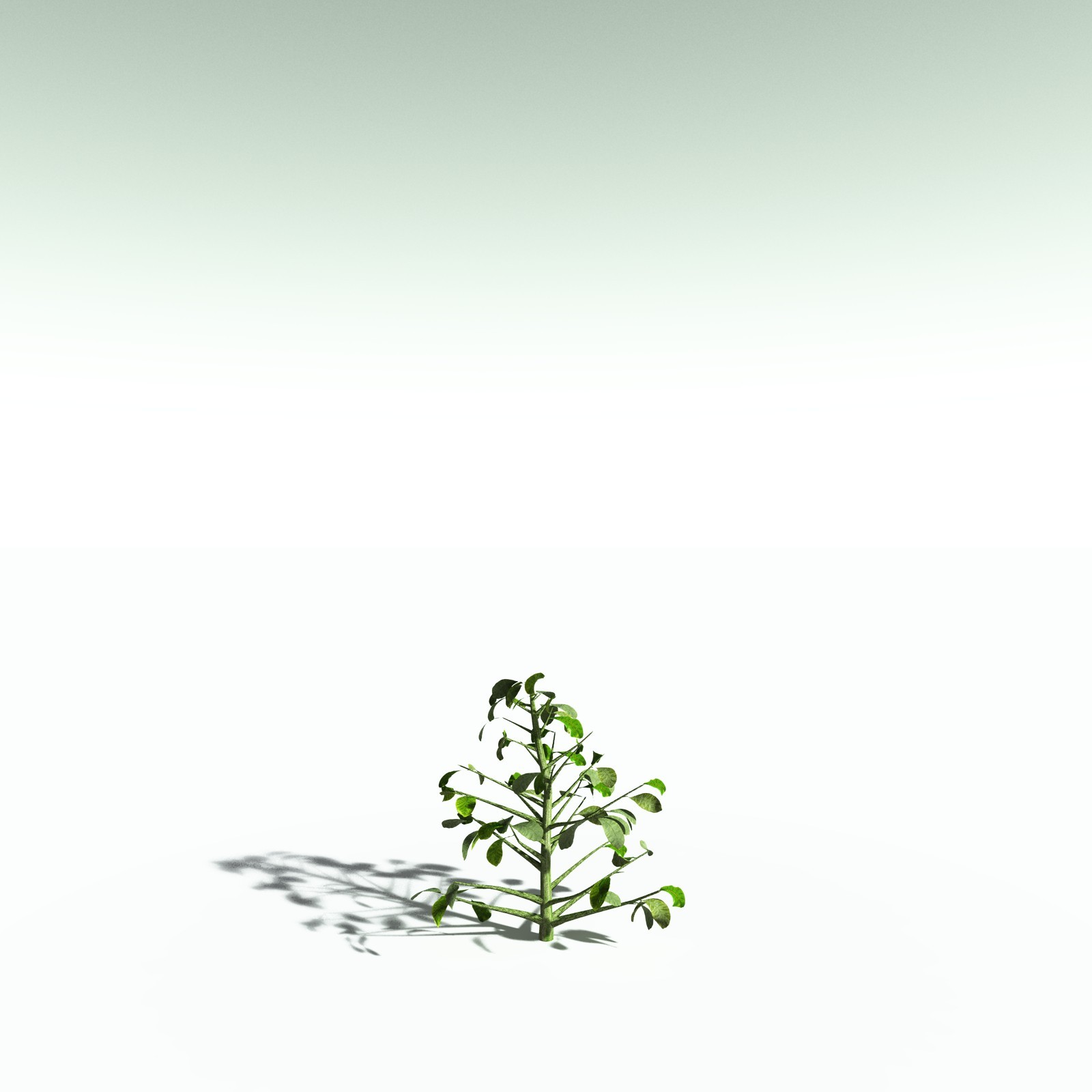 EVERYPlant Sea Almond for Poser by N/A
