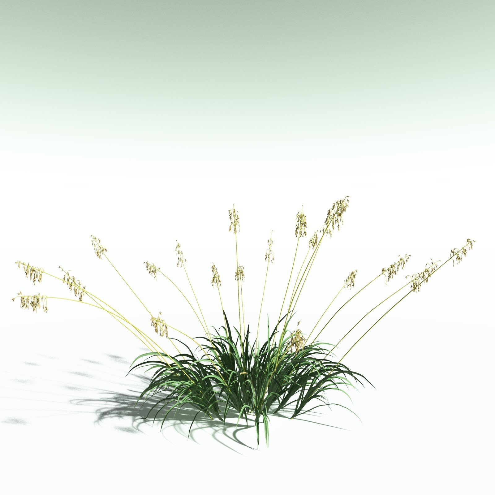 EVERYPlant Sea Oats for Poser by N/A