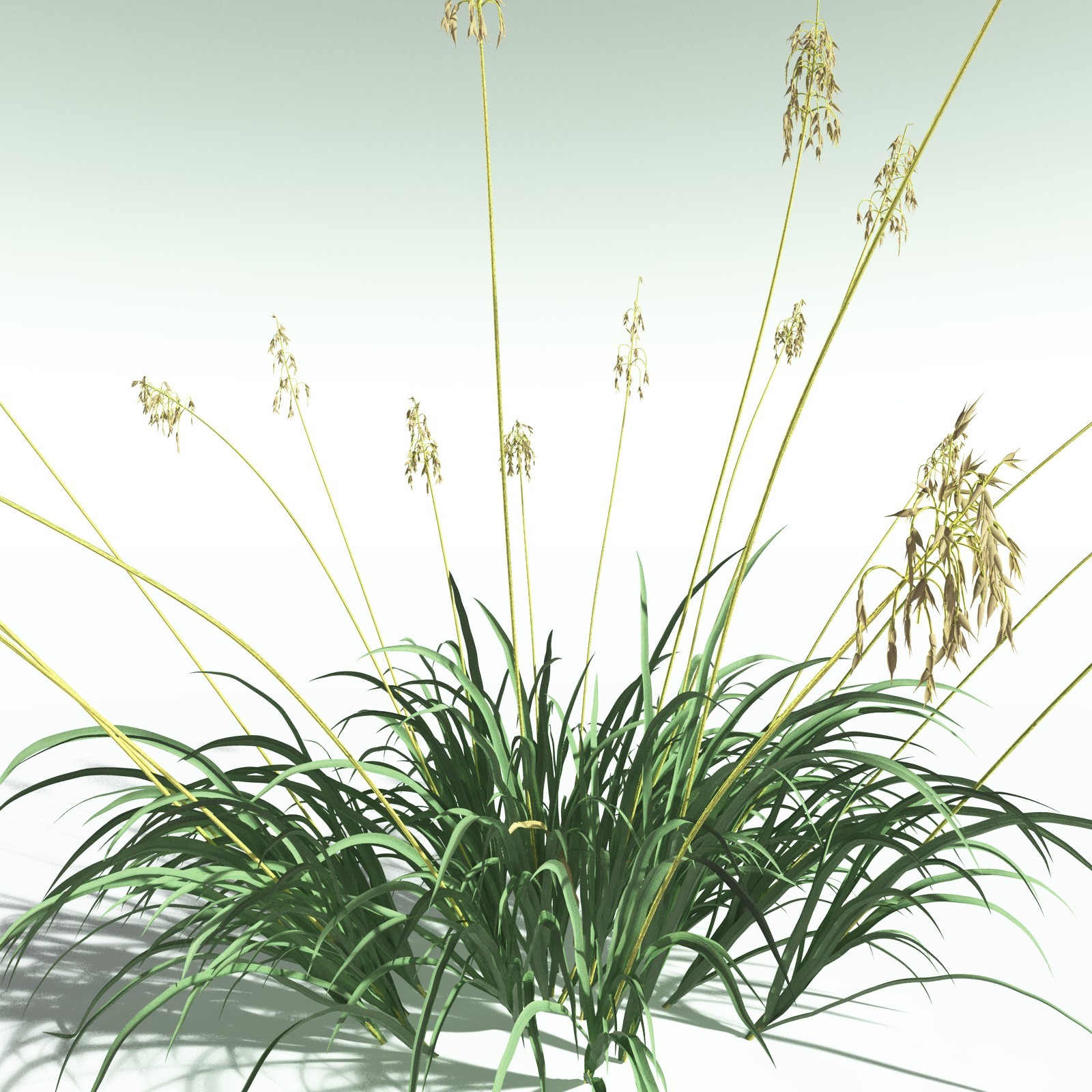 EVERYPlant Sea Oats for Poser by N/A