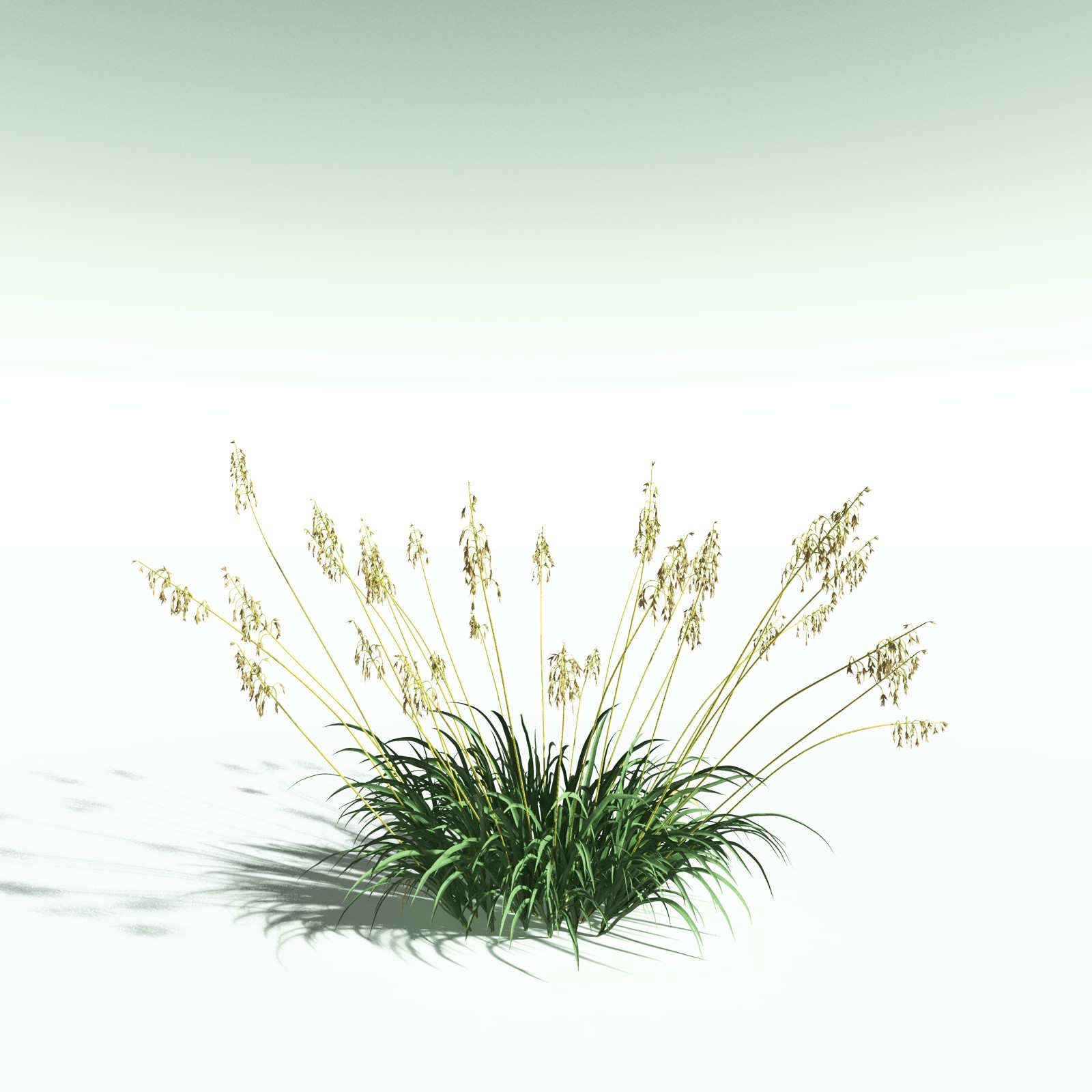 EVERYPlant Sea Oats for Poser by N/A