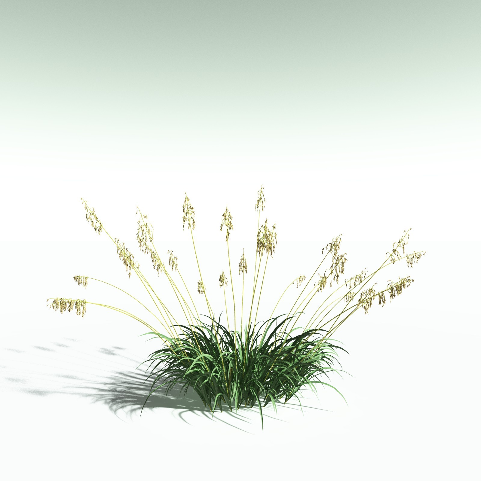 EVERYPlant Sea Oats for Poser by N/A
