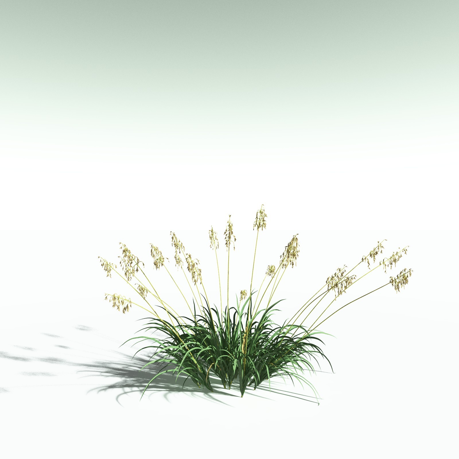 EVERYPlant Sea Oats for Poser by N/A