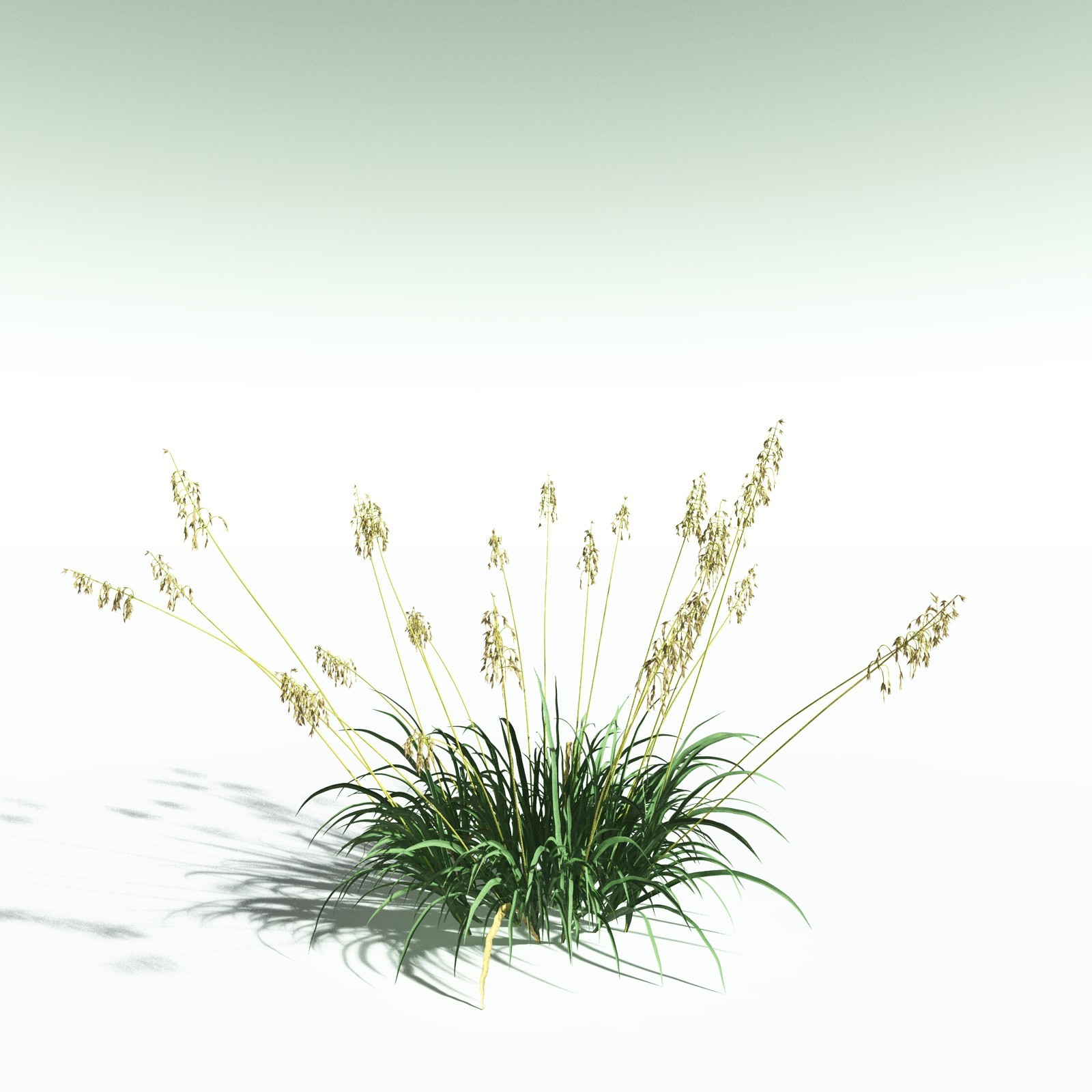 EVERYPlant Sea Oats for Poser by N/A