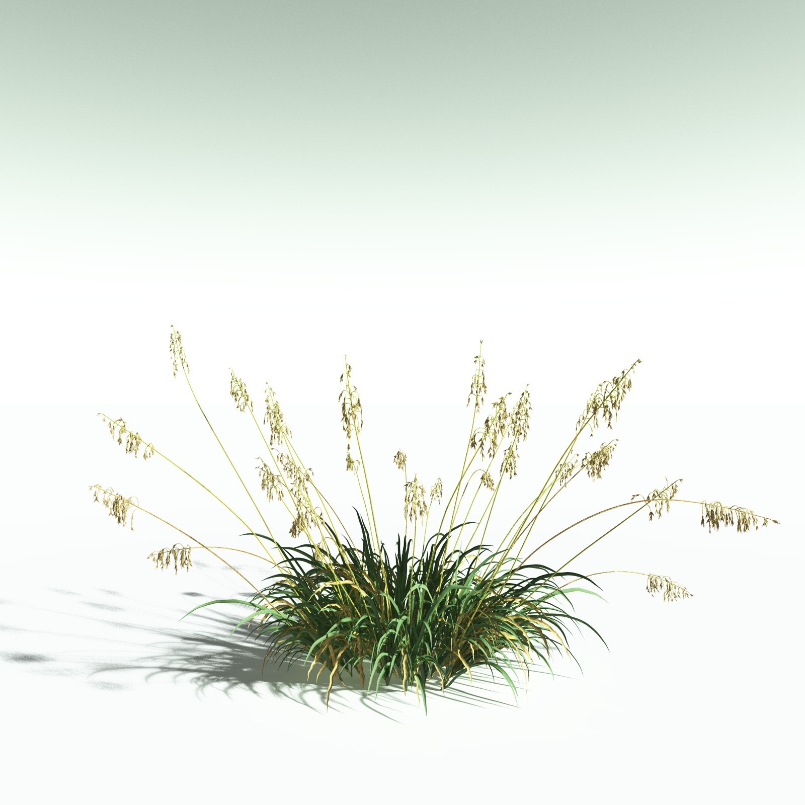 EVERYPlant Sea Oats for Poser by N/A