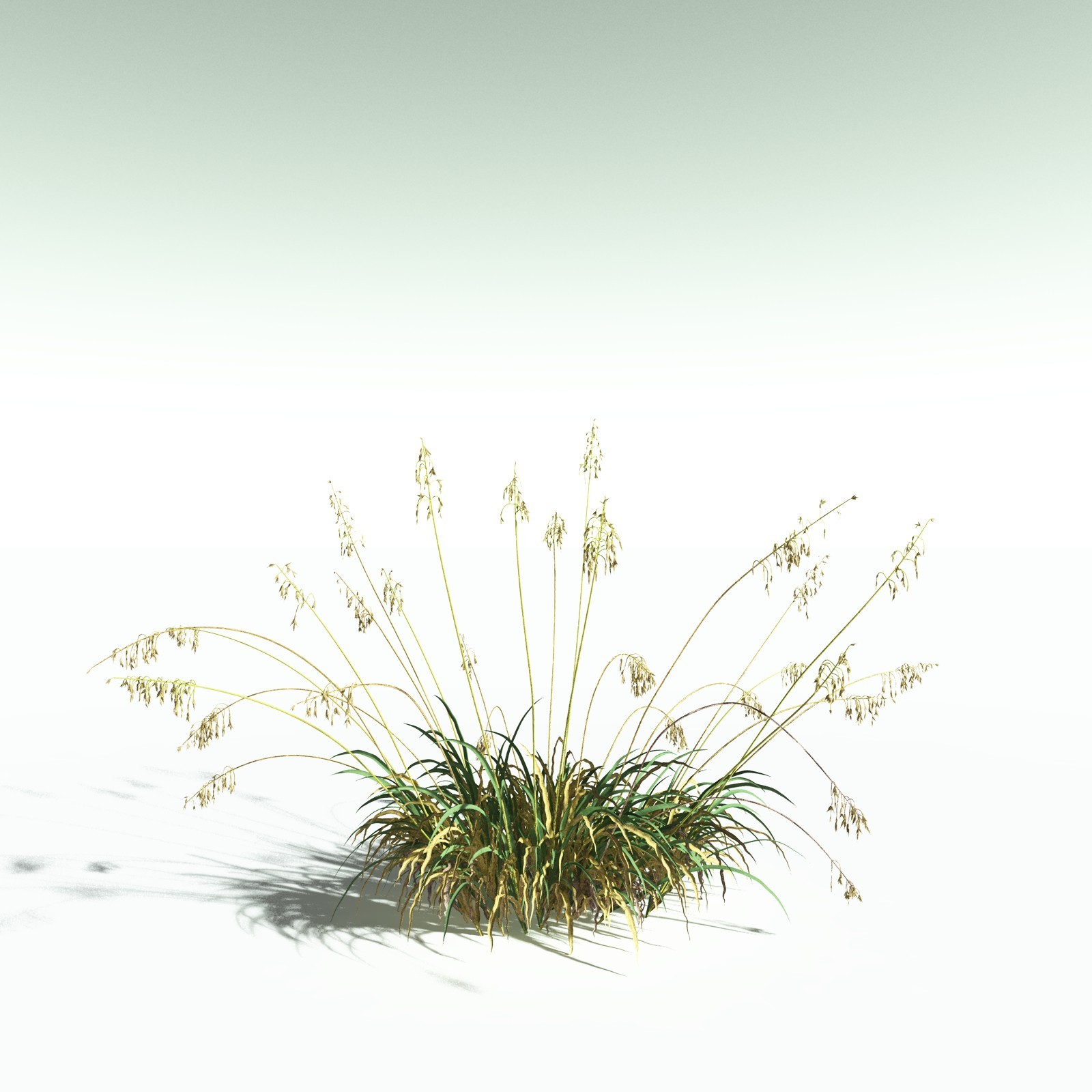 EVERYPlant Sea Oats for Poser by N/A