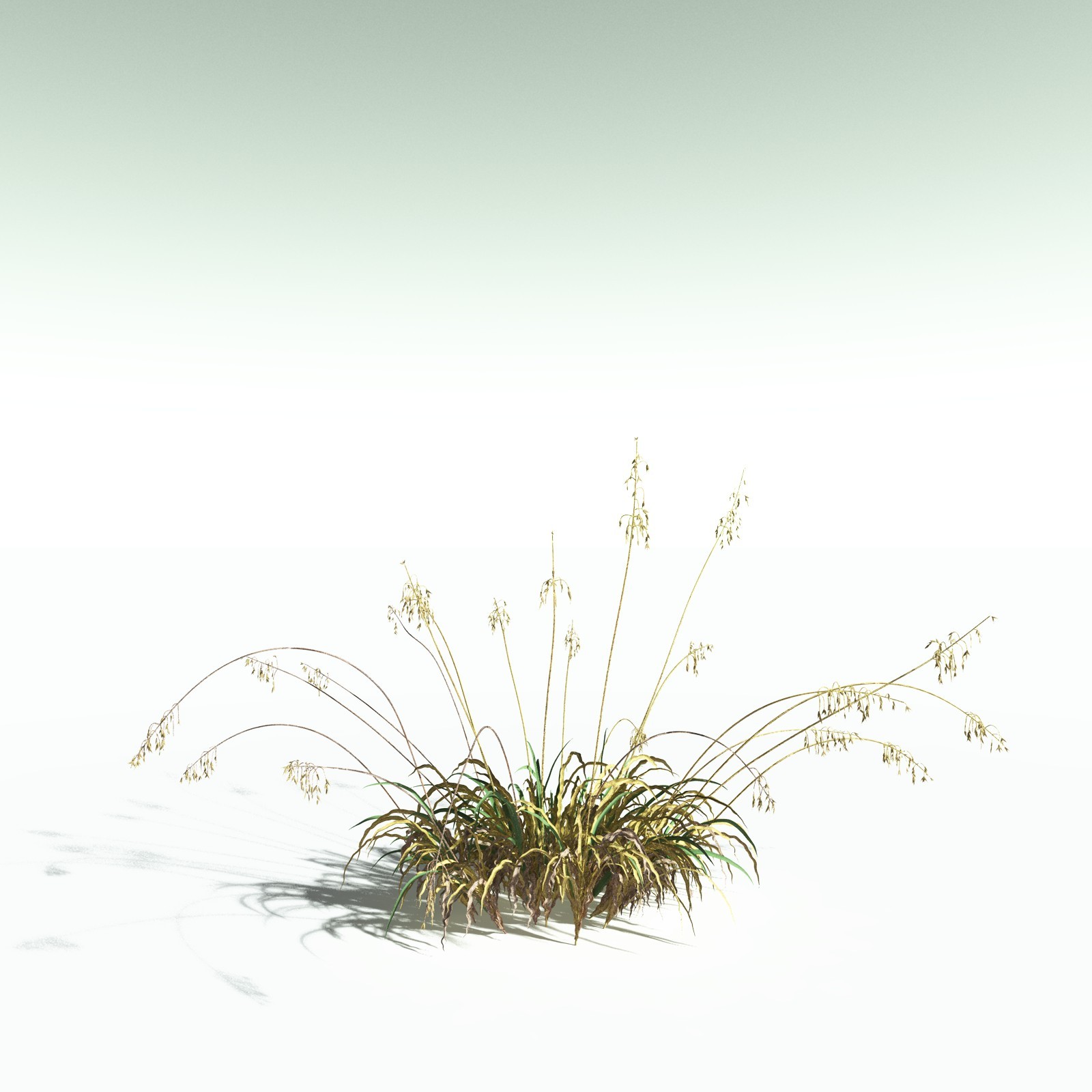 EVERYPlant Sea Oats for Poser by N/A