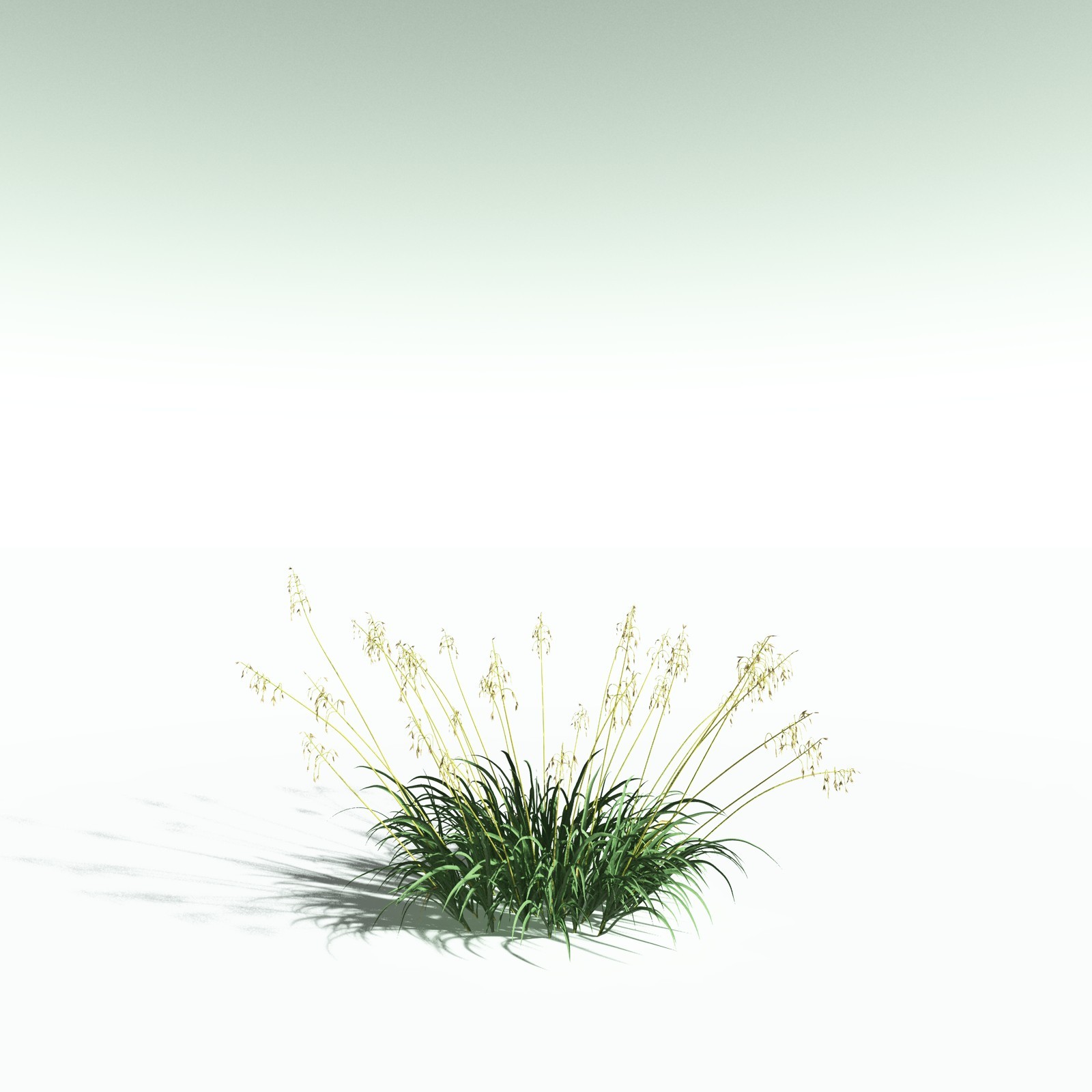 EVERYPlant Sea Oats for Poser by N/A
