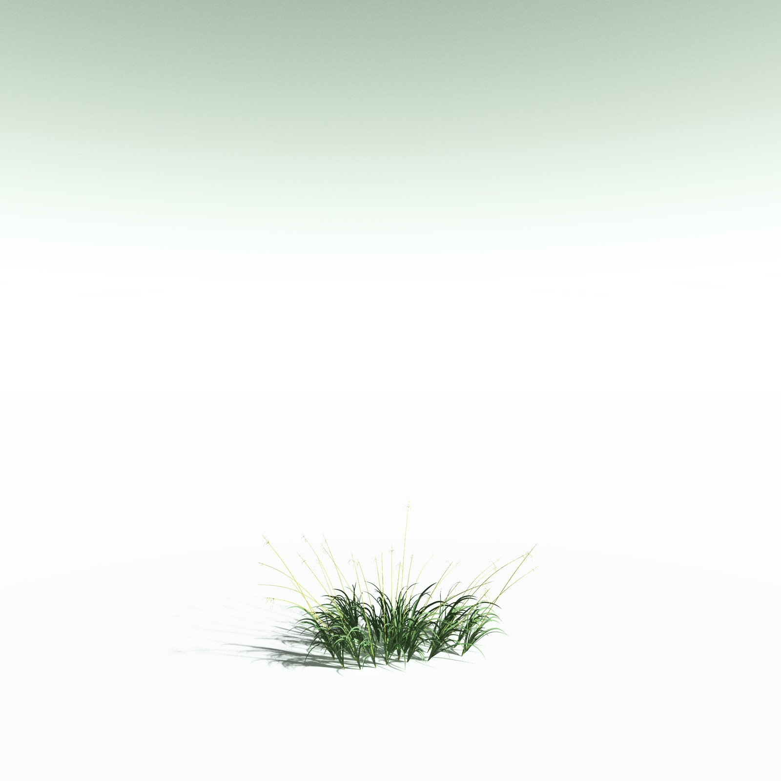EVERYPlant Sea Oats for Poser by N/A