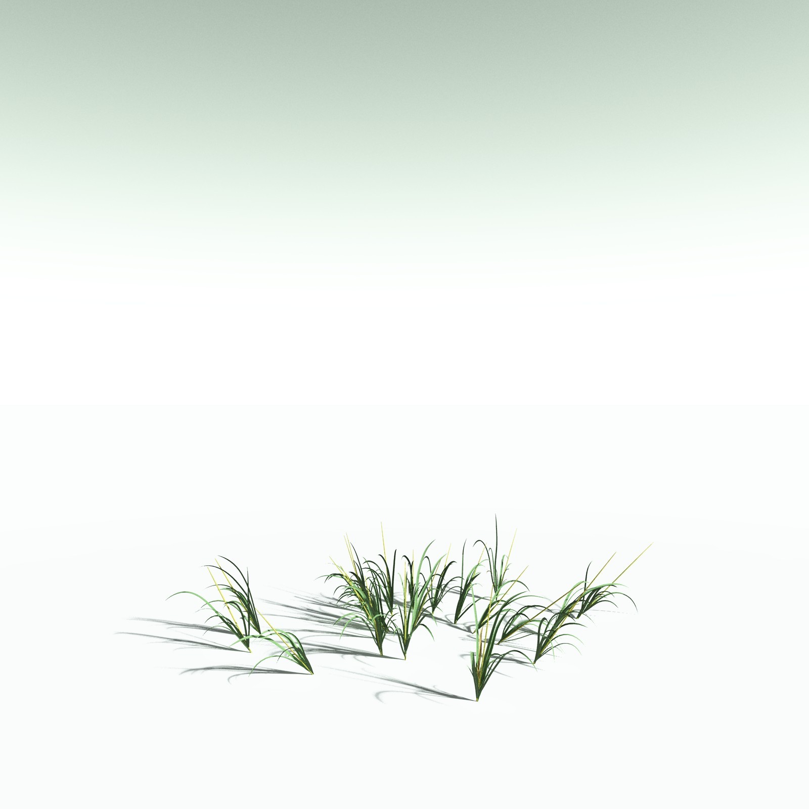 EVERYPlant Sea Oats for Poser by N/A